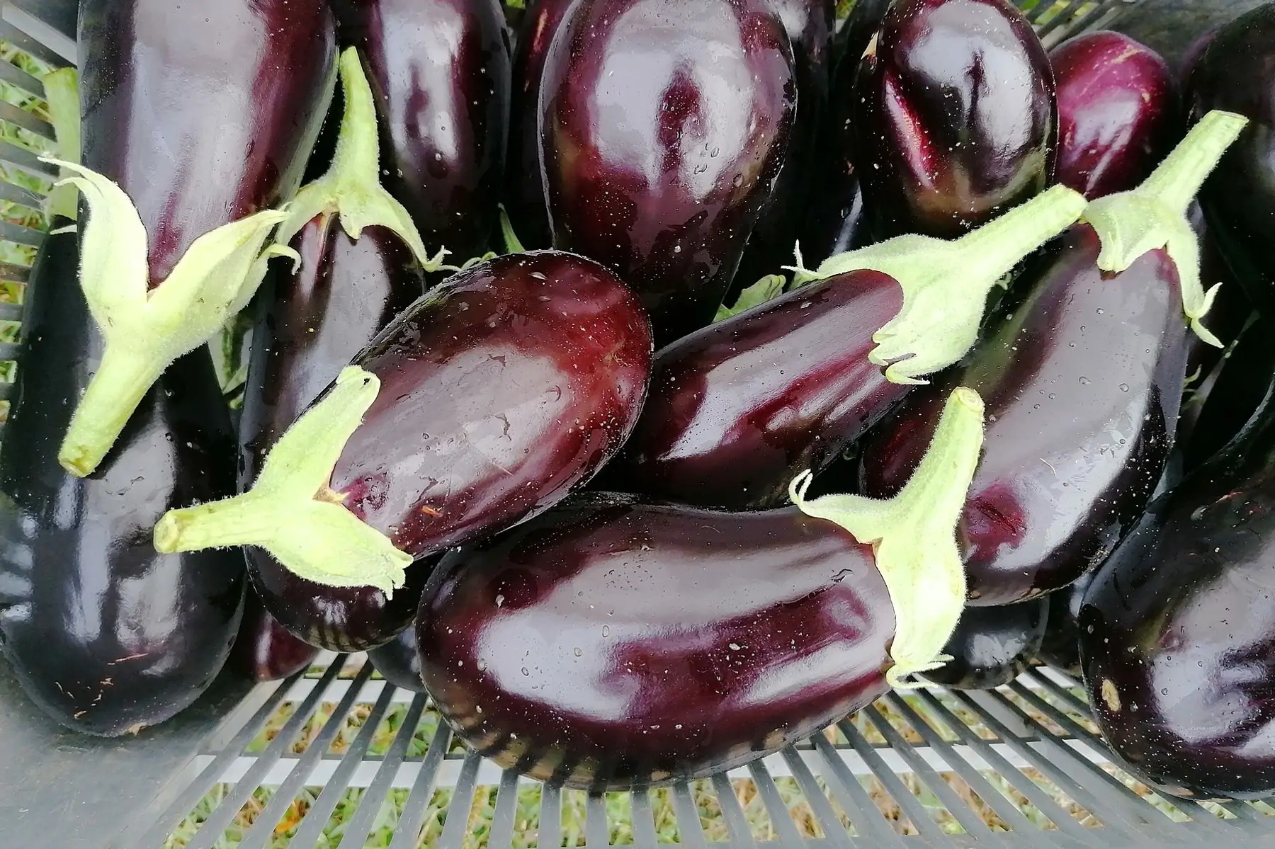 aubergine