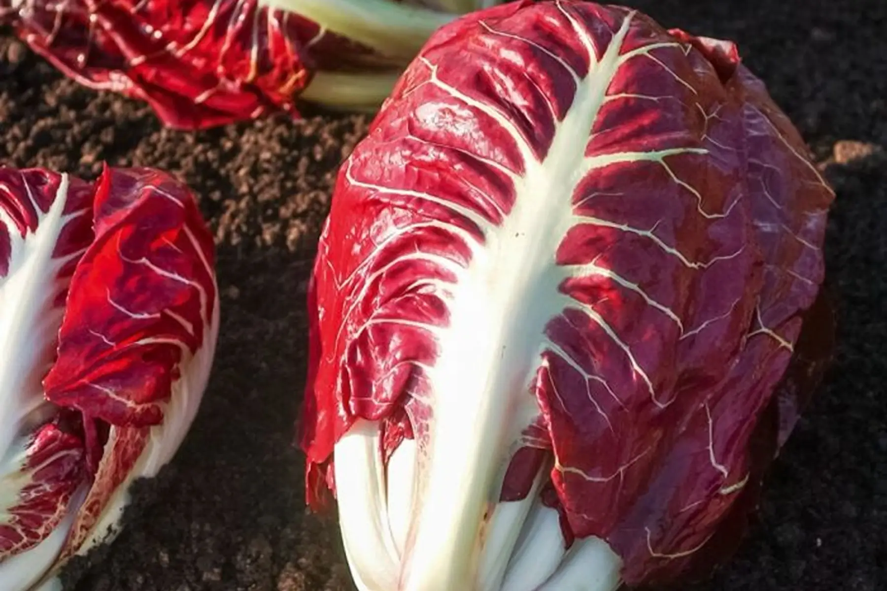 Chicorée rouge de Vérone