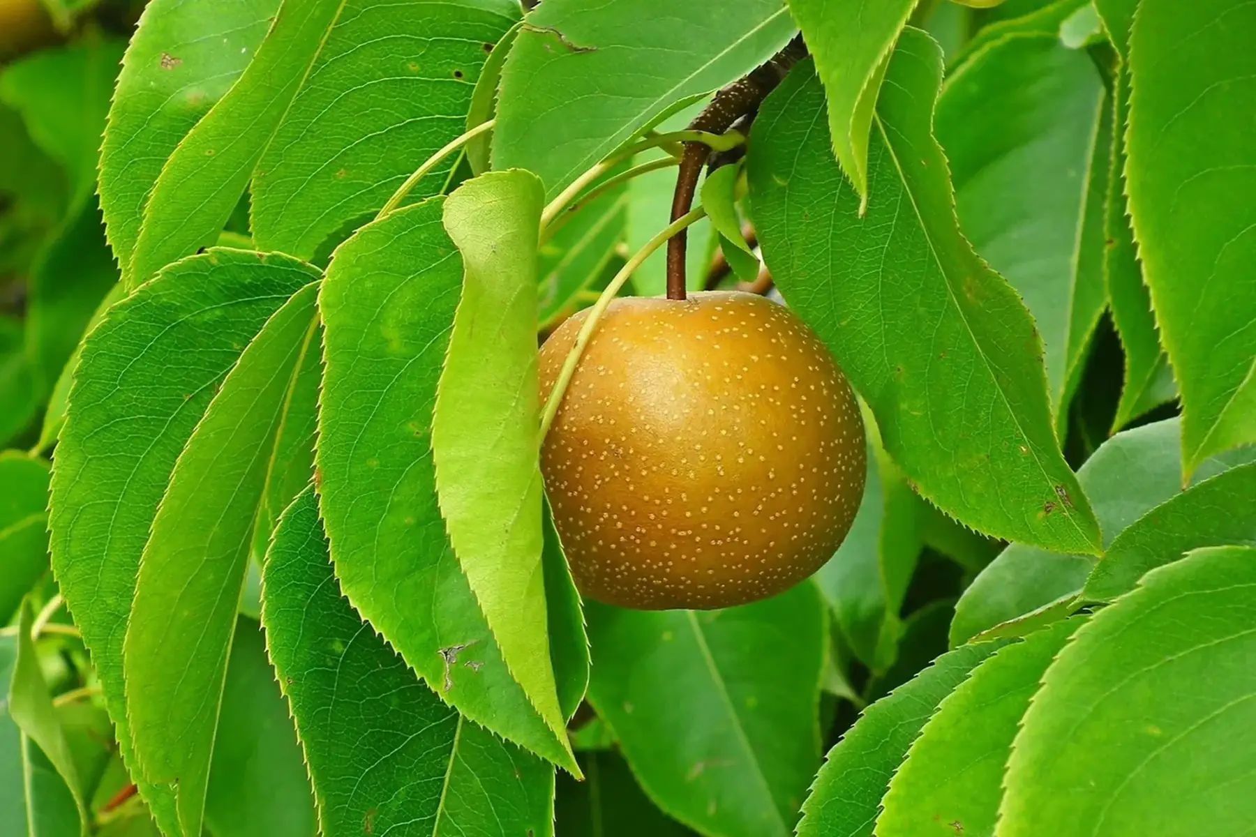 Nashi (poire asiatique)