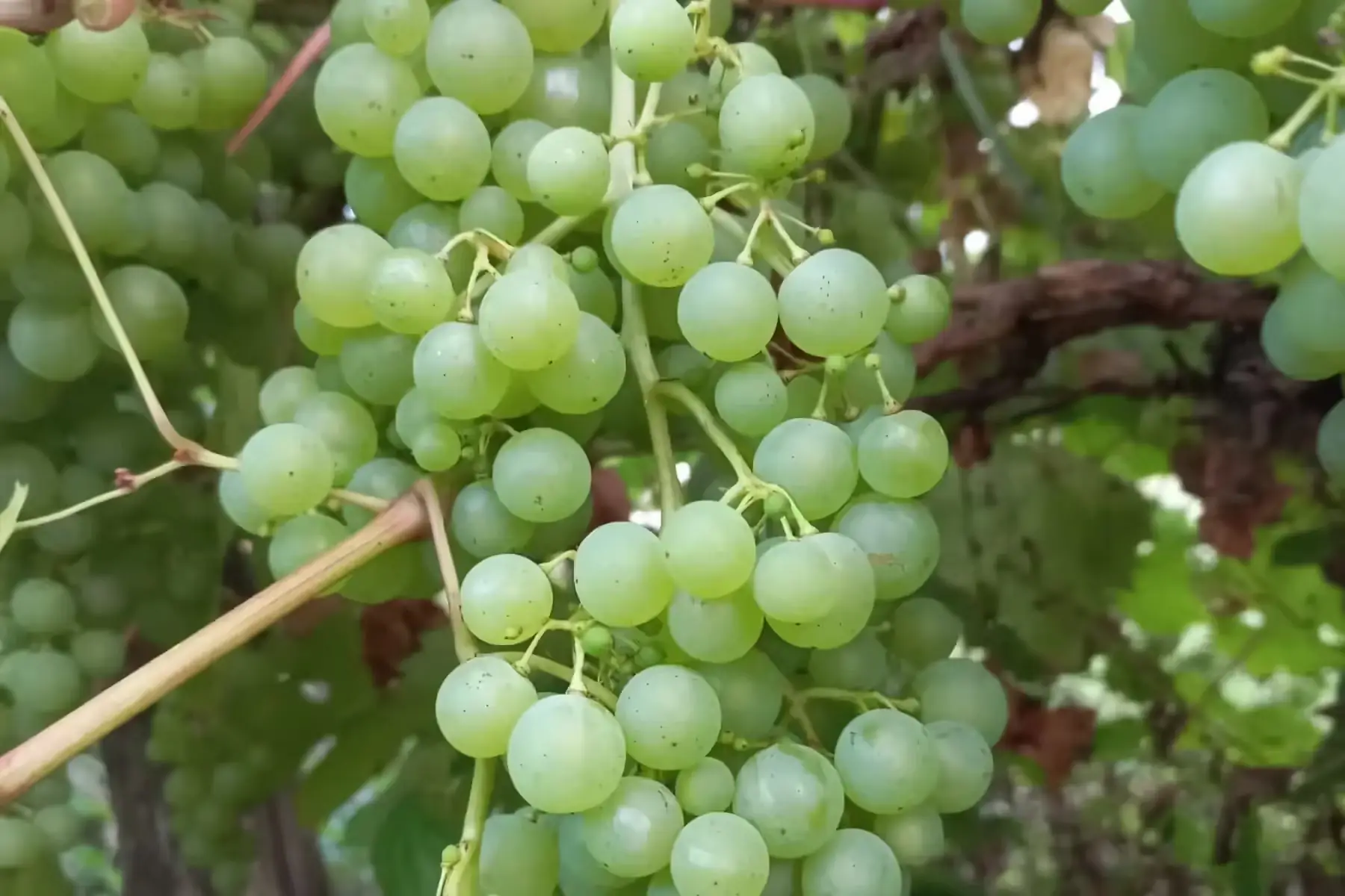 raisin blanc (sucré)