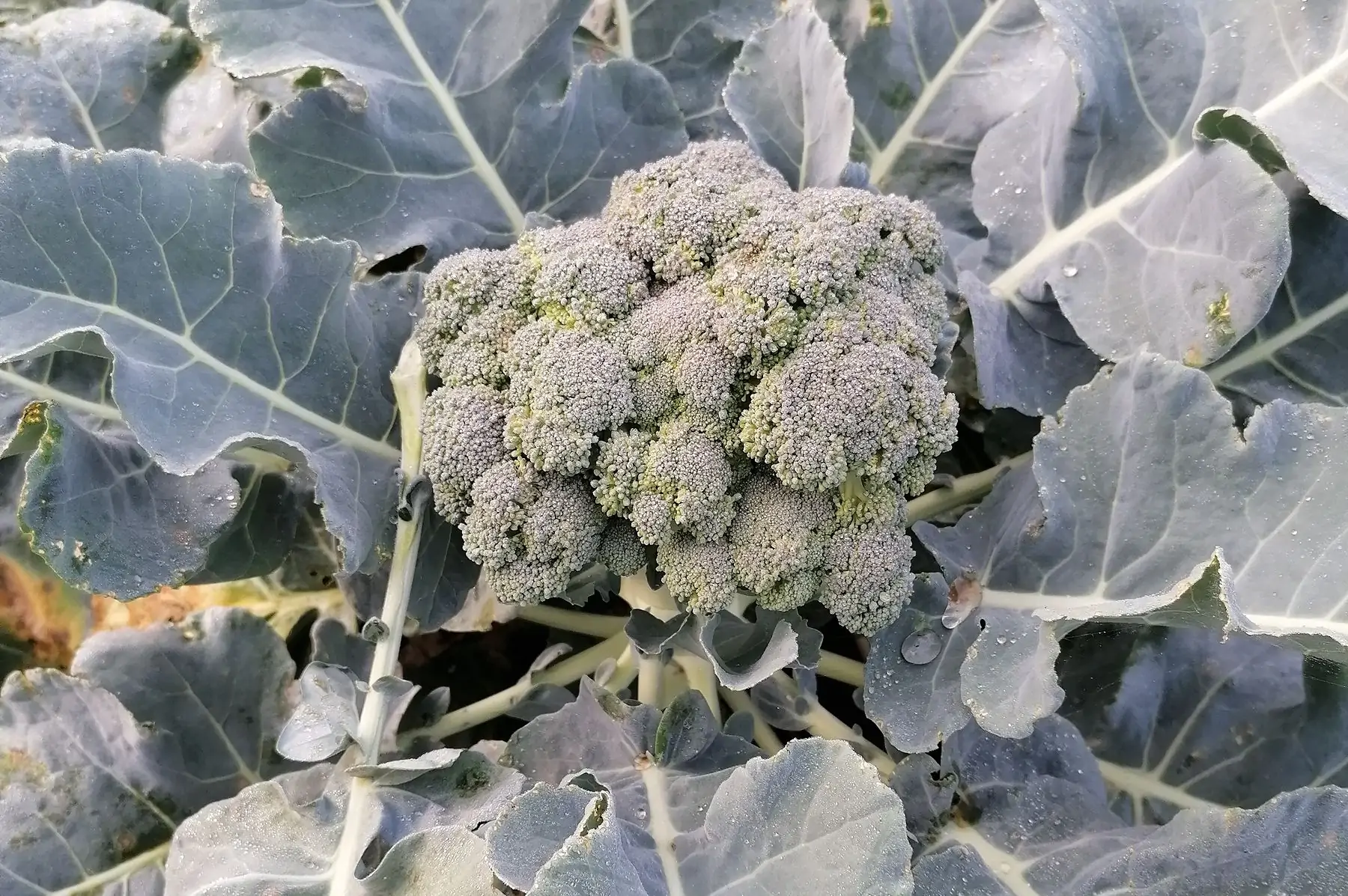 chou brocoli