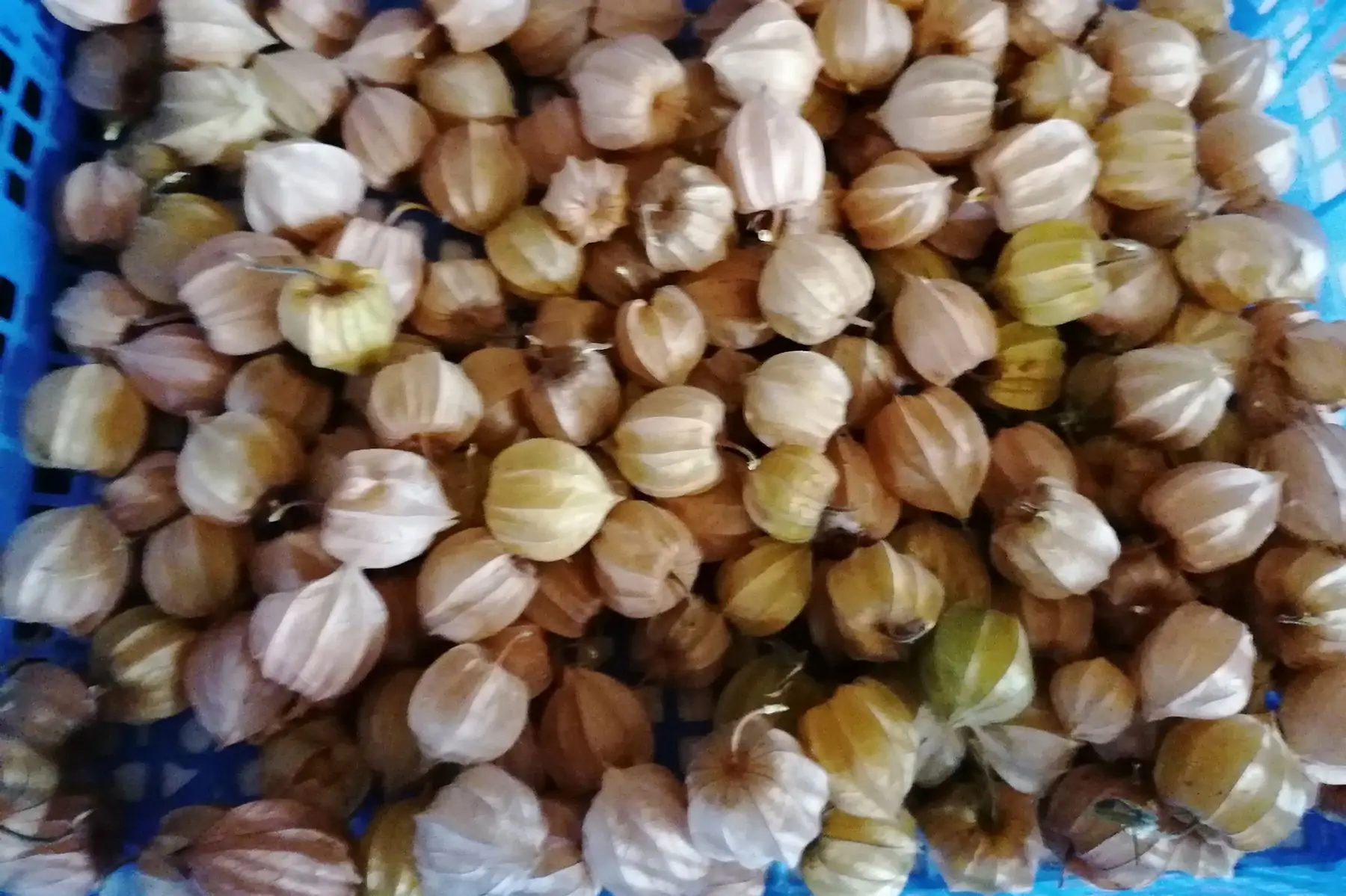 physalis