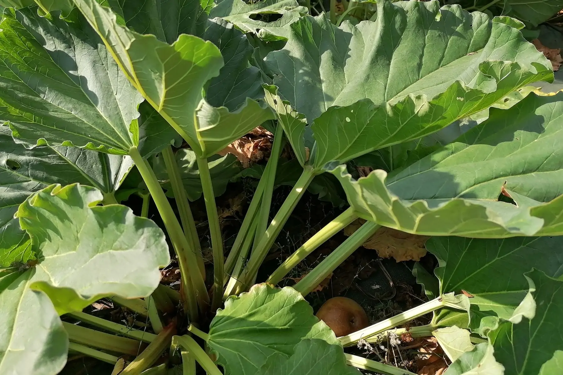 rhubarbe