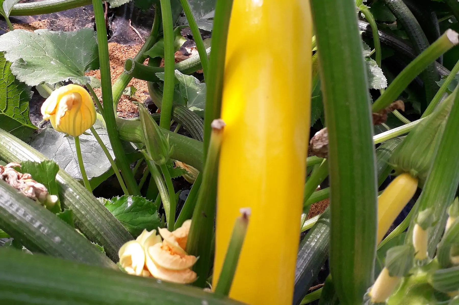 courgette primeur