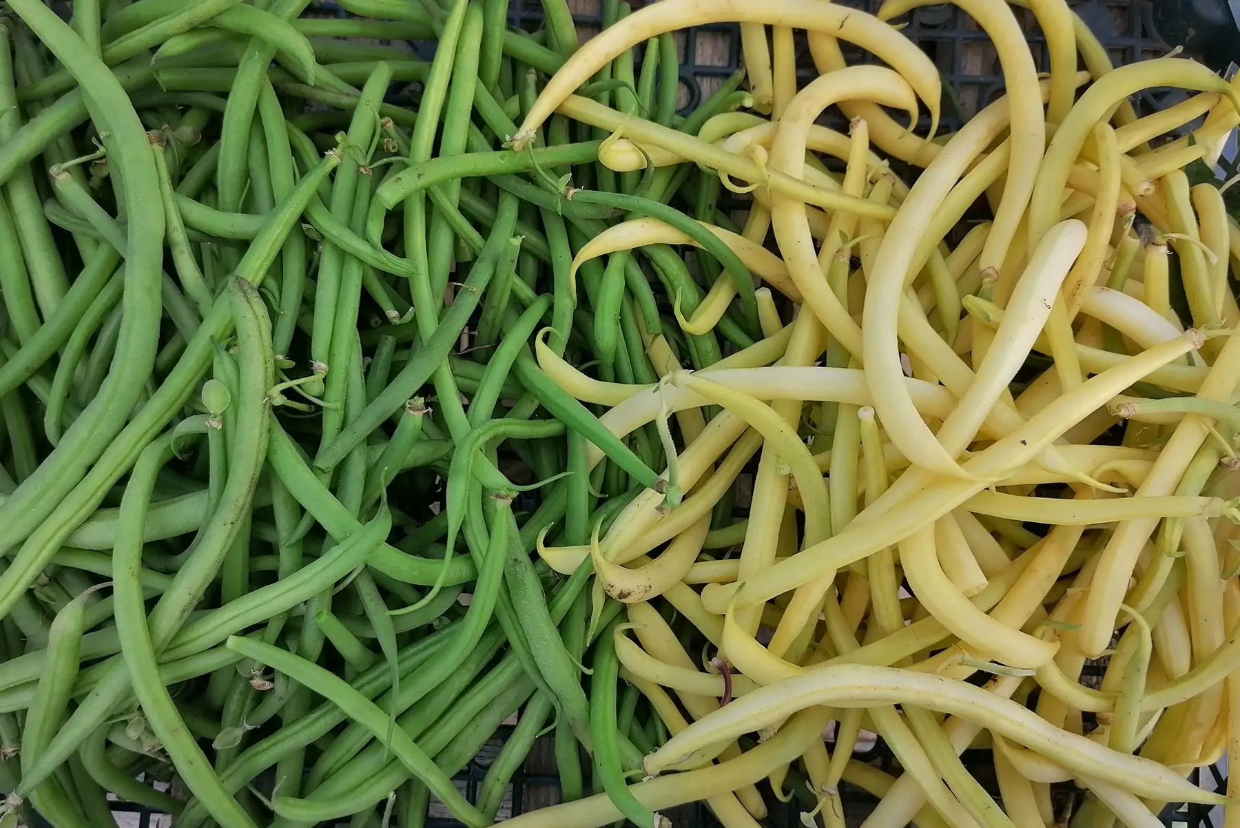haricots