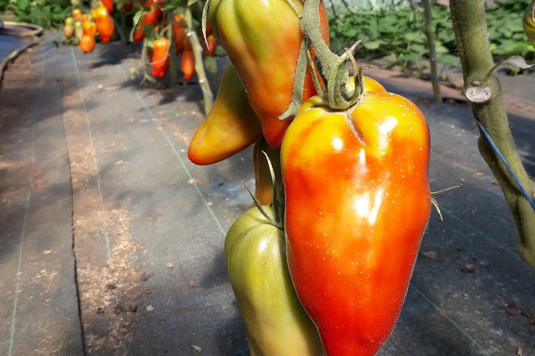 tomate ancienne fin de saison