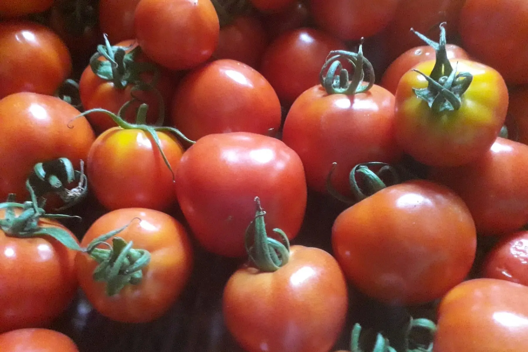 tomates rondes rouges fin de saison