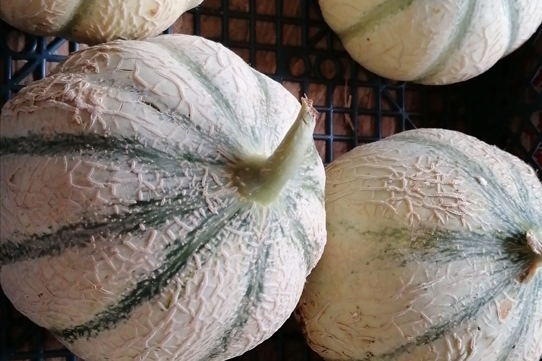 melon charentais