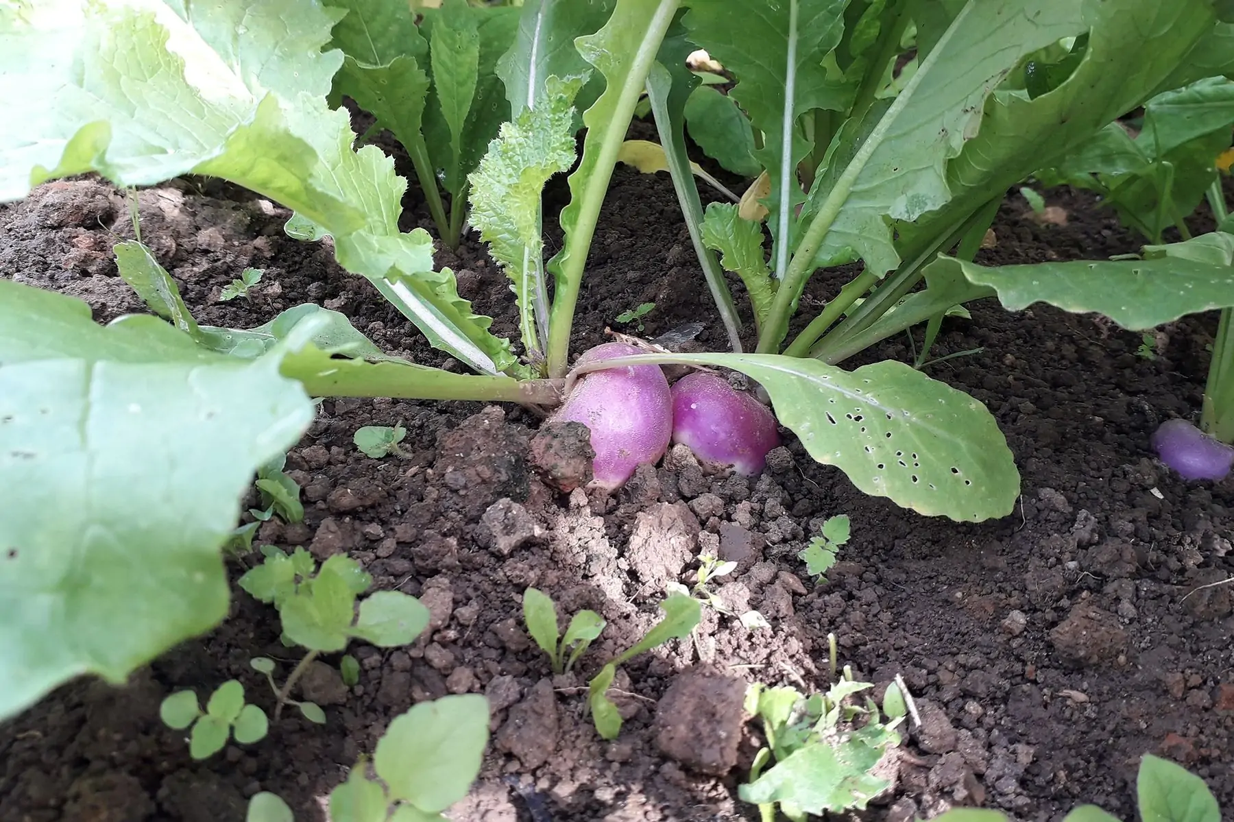 navet primeur botte