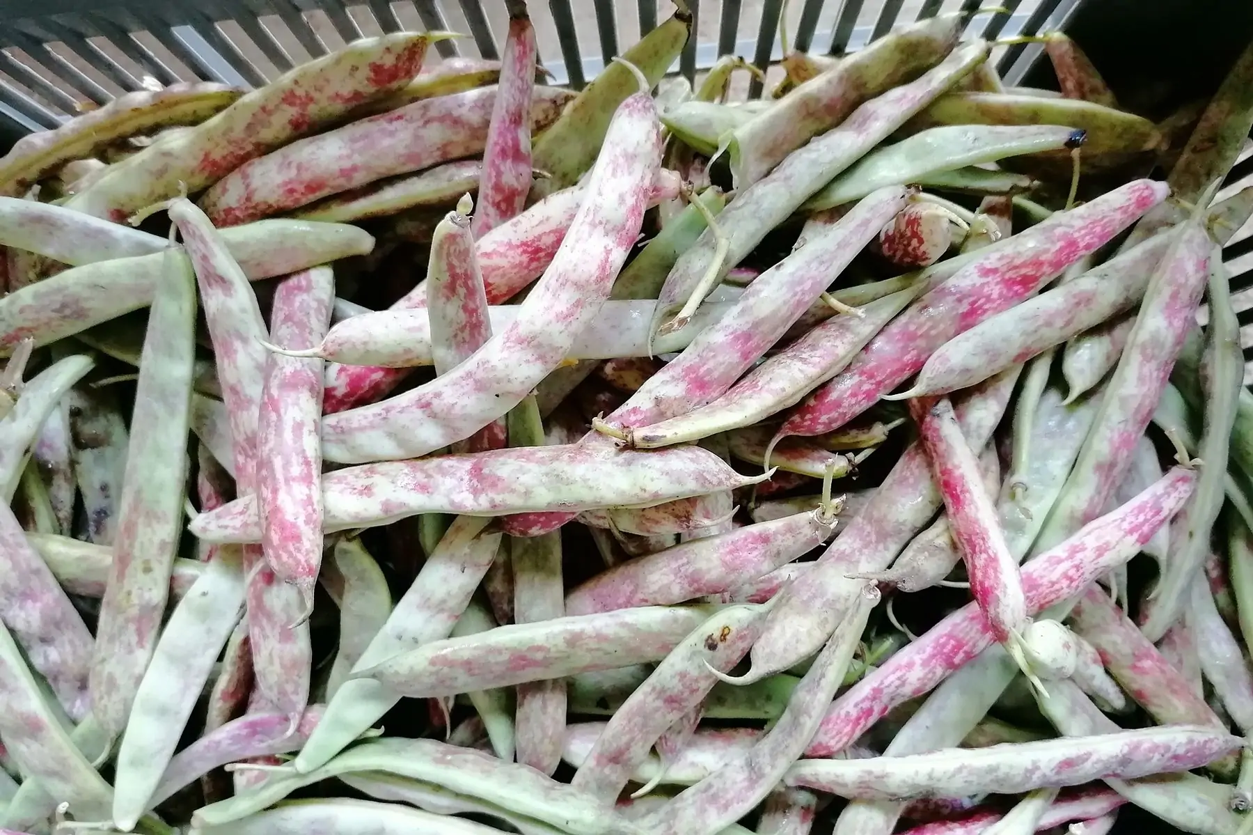 haricot demi sec langue de feu