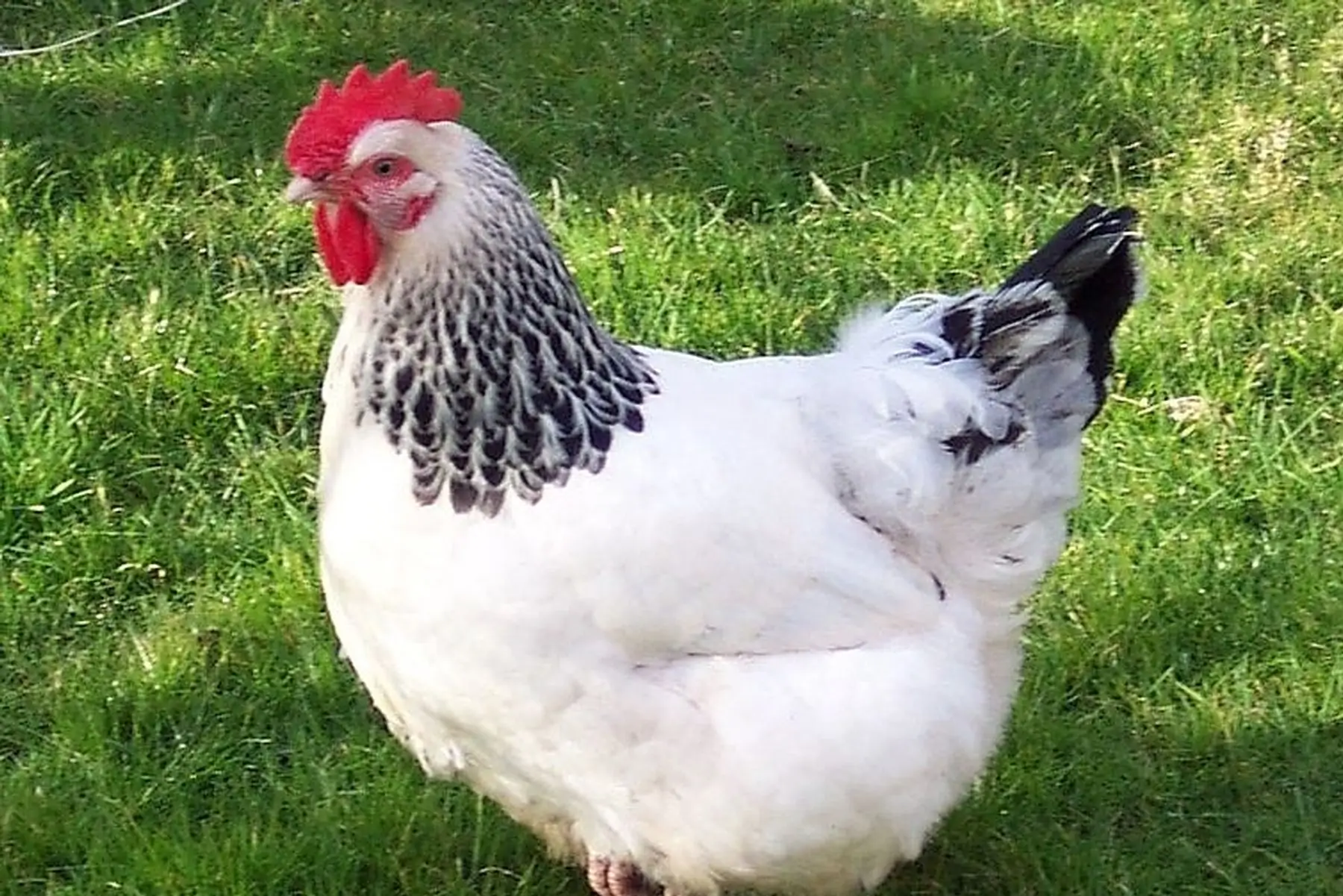poule pondeuse succex