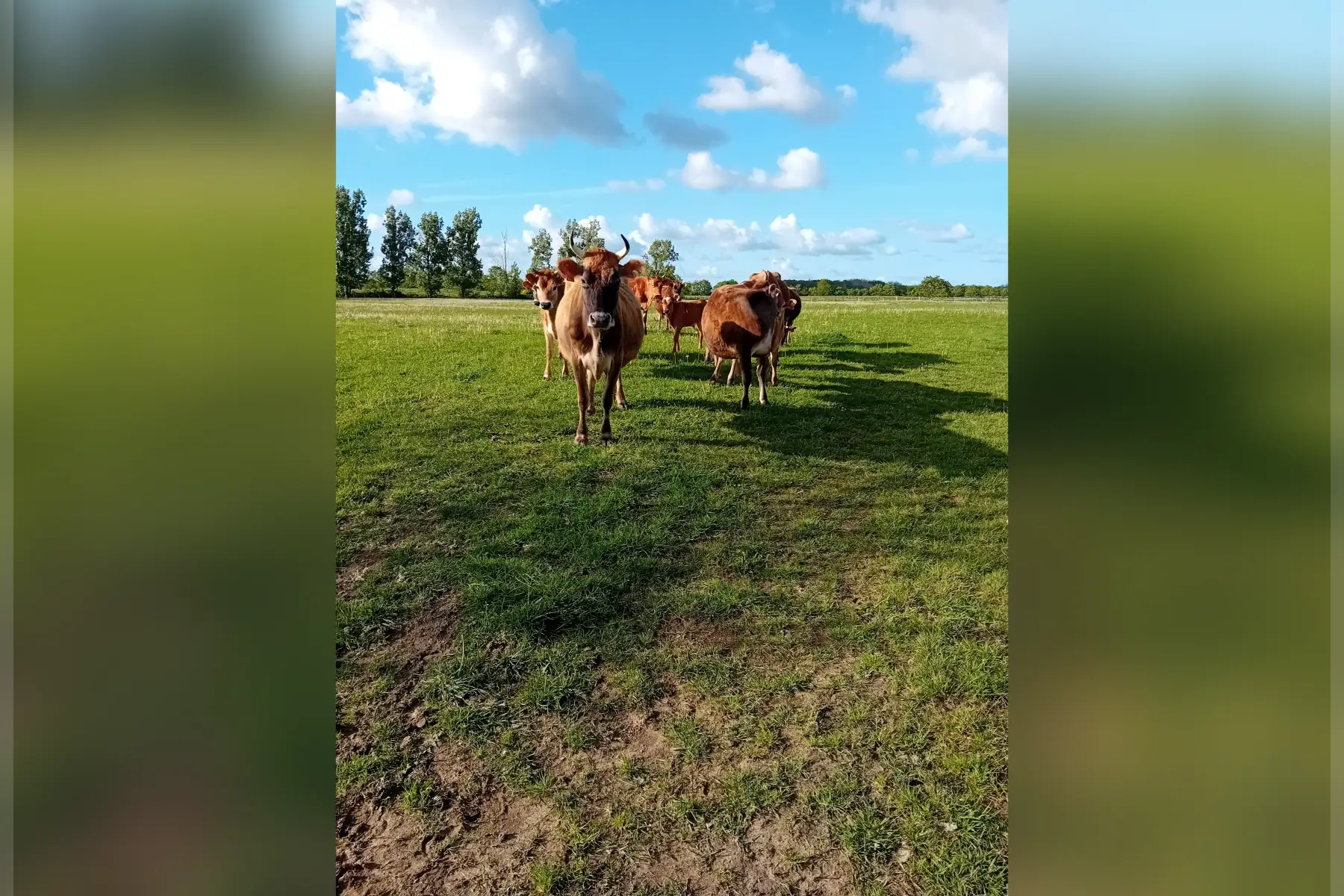 SCEA La bergerie de flo