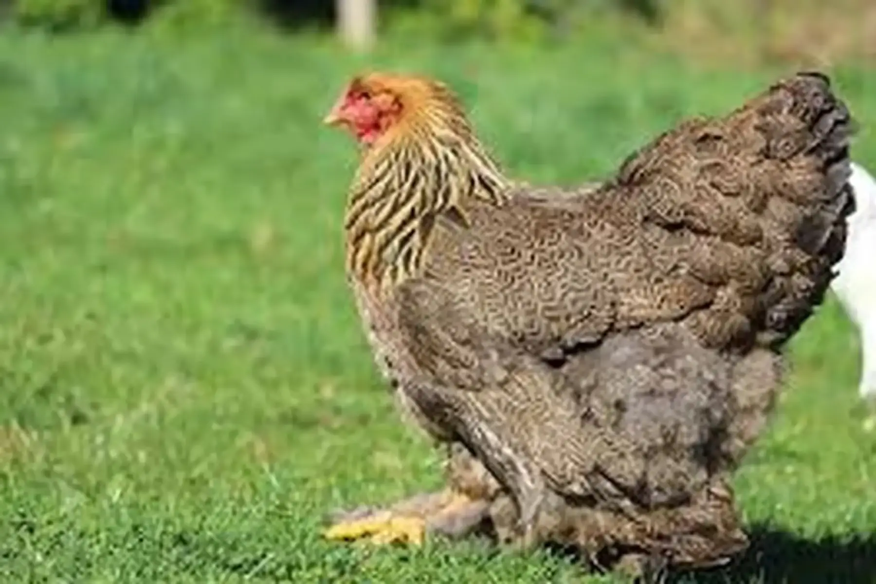 brahma perdrix