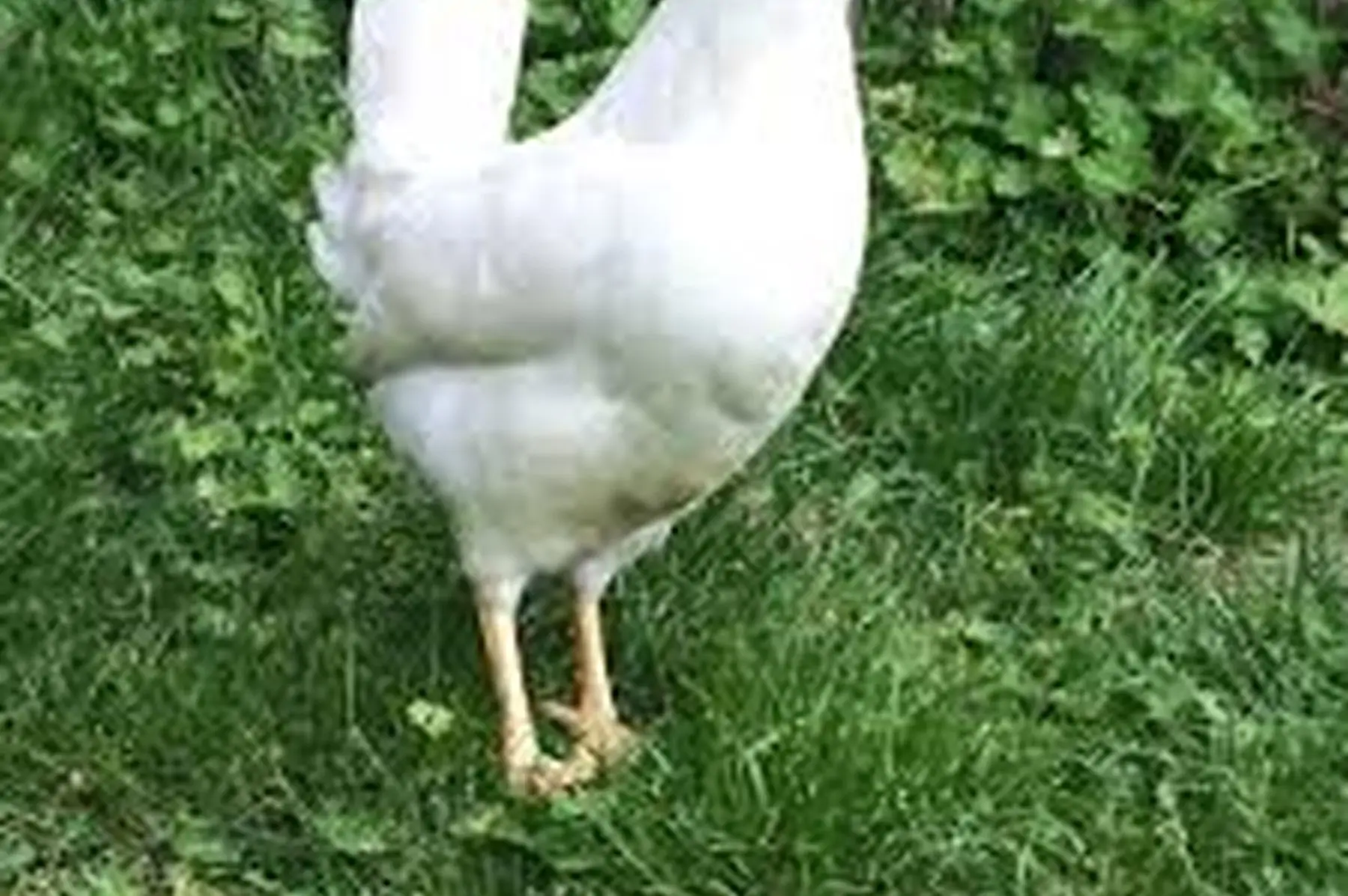 poules pondeuse leghorn