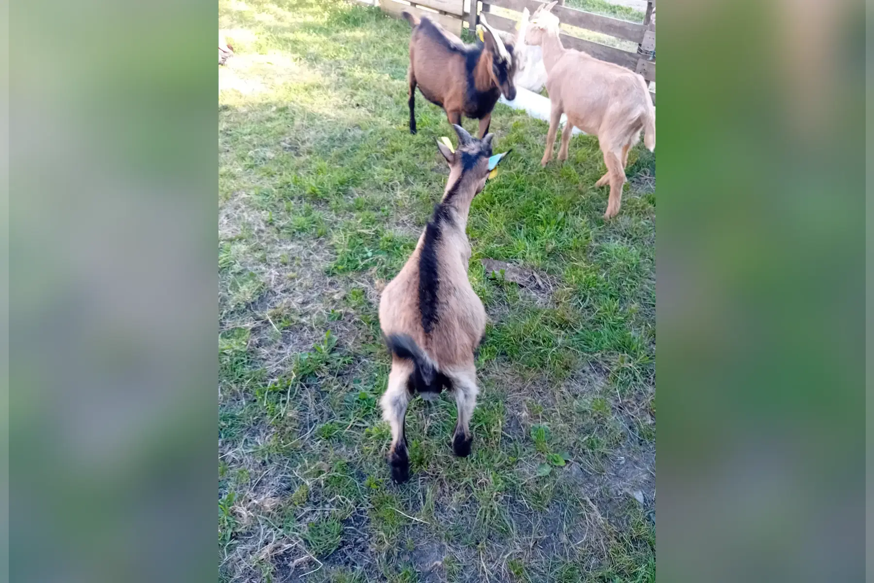 SCEA La bergerie de flo