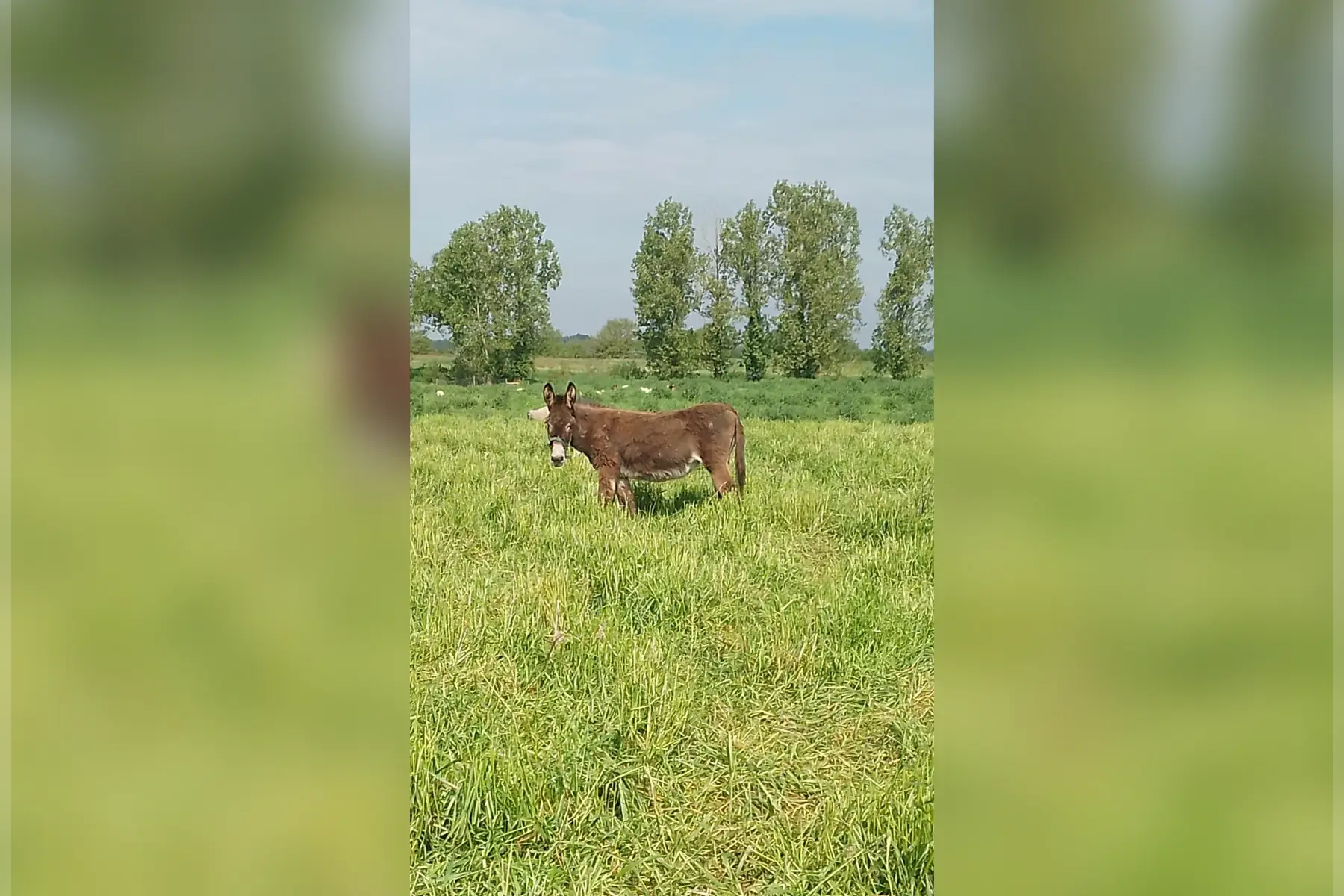 SCEA La bergerie de flo