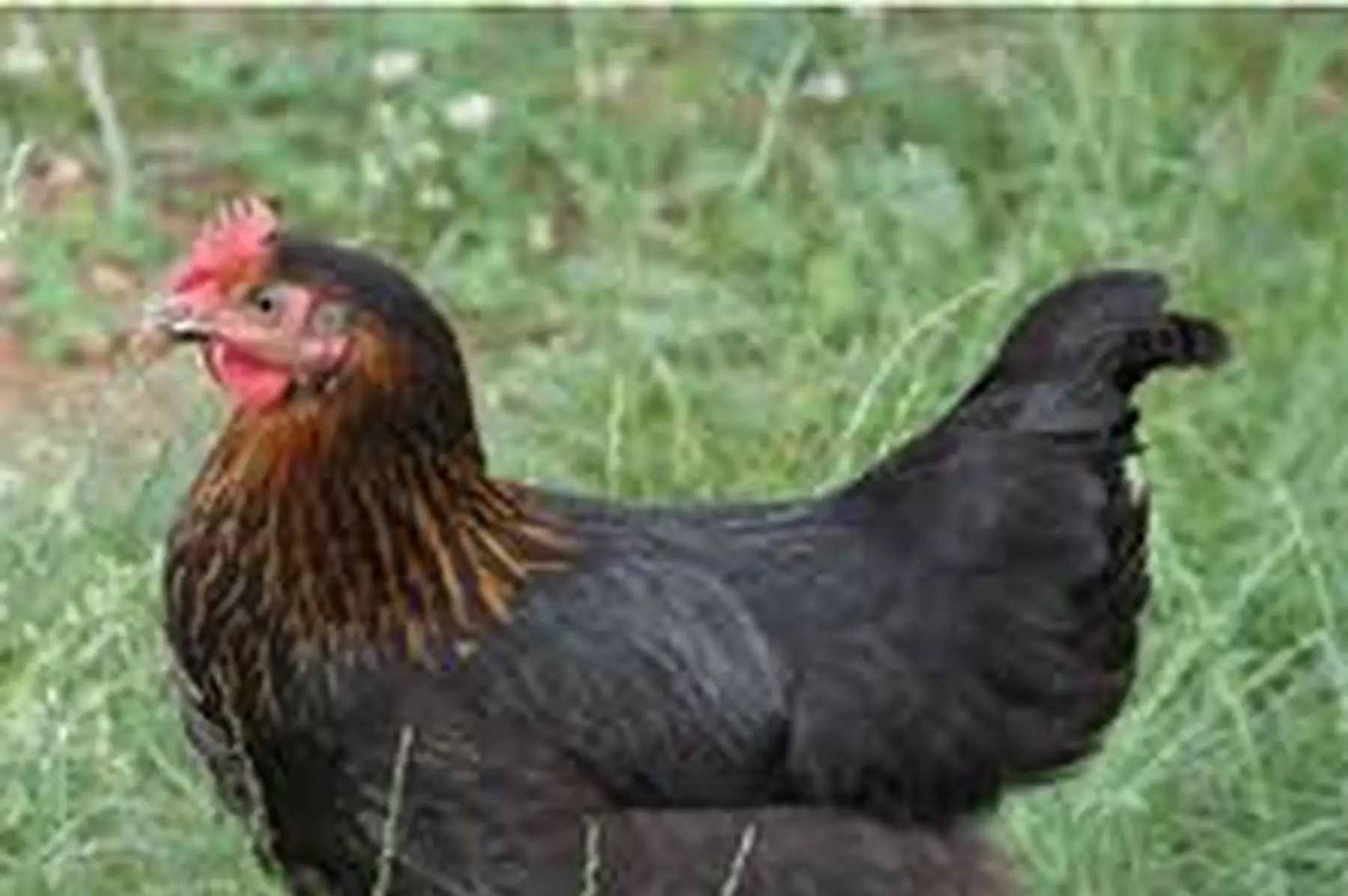 poule harco