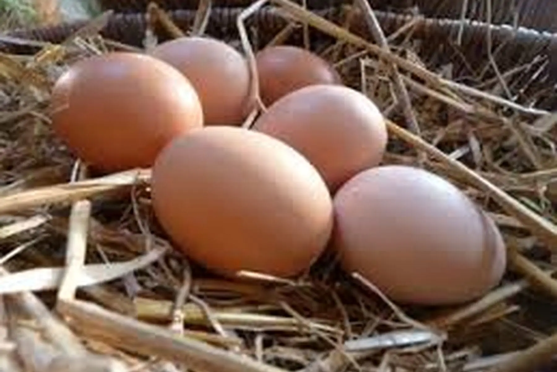une douzaine d oeuf fermier