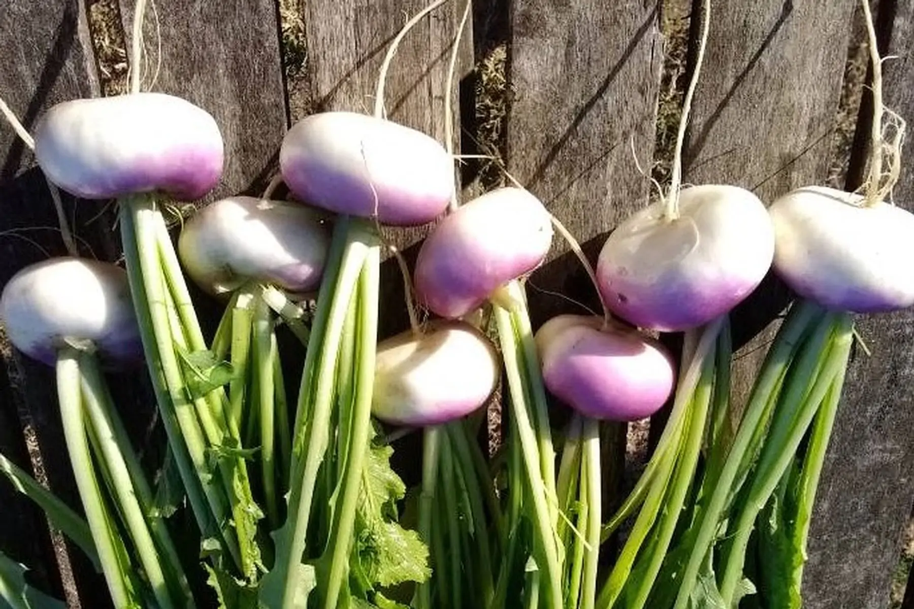 navets botte primeurs