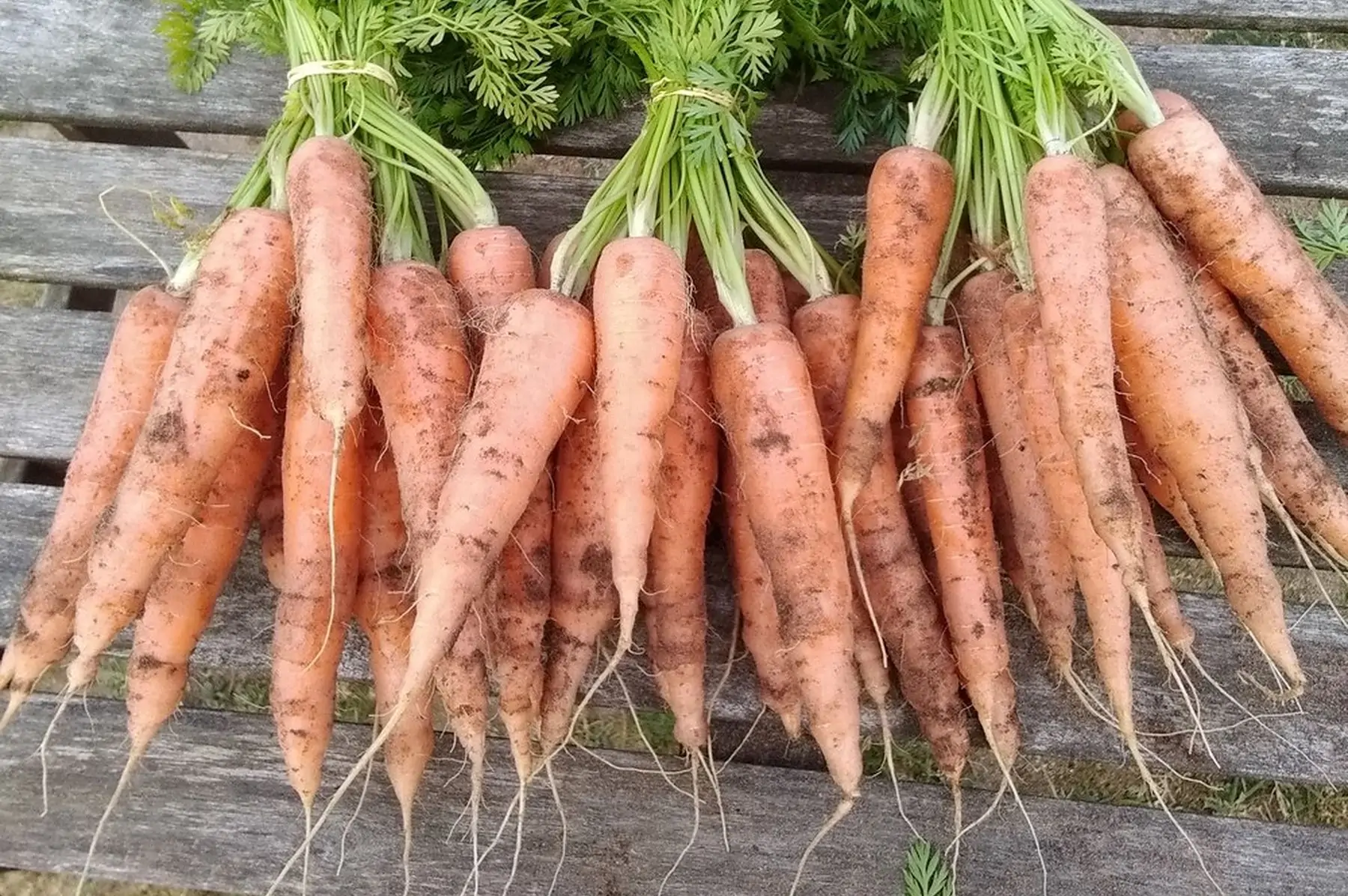 lot de 3 kg de carottes