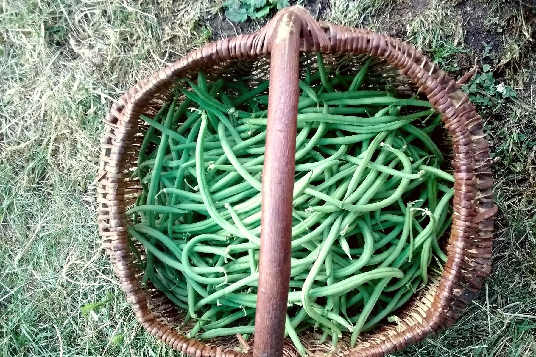 haricots verts