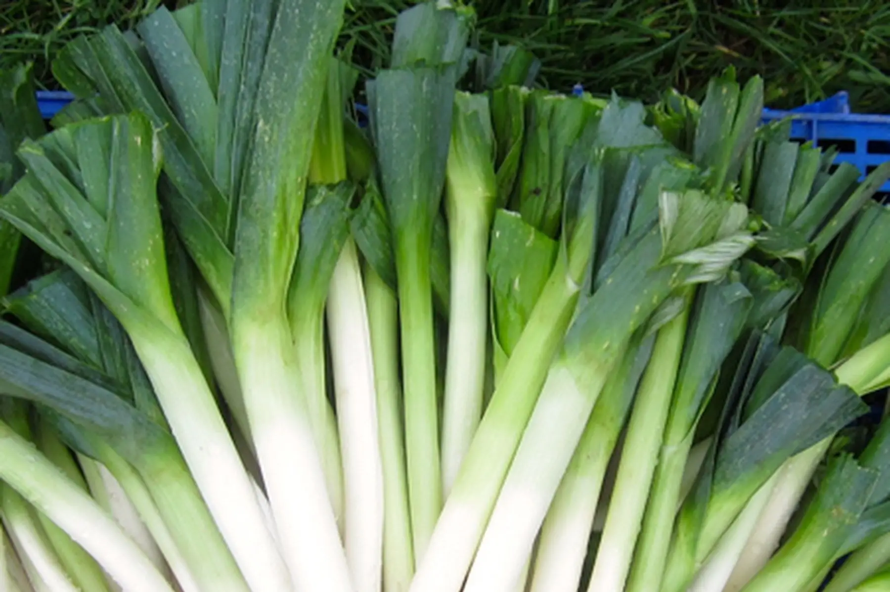 lot de 3 kg de poireaux