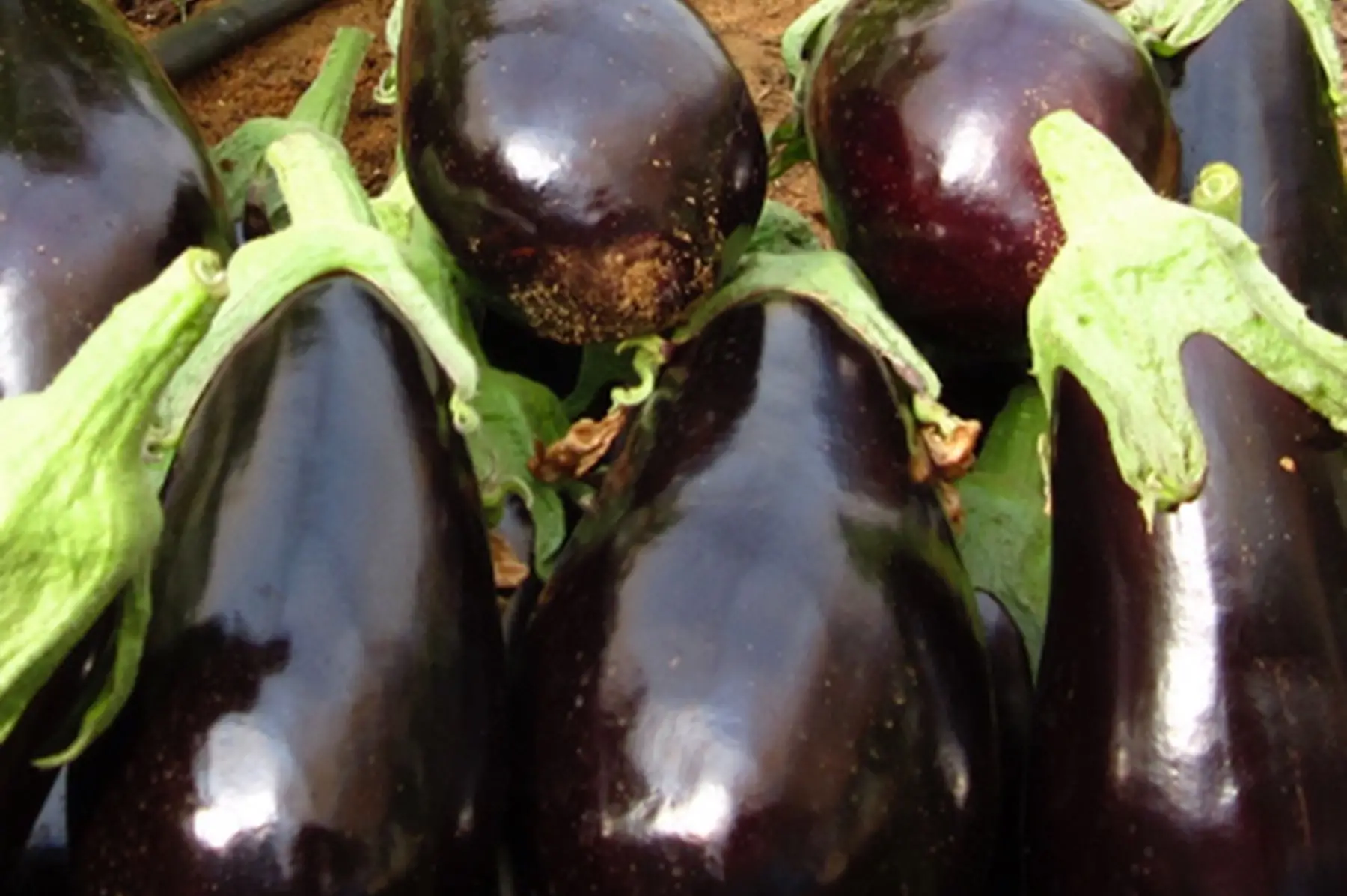 lot de 1,5 kg d'aubergines