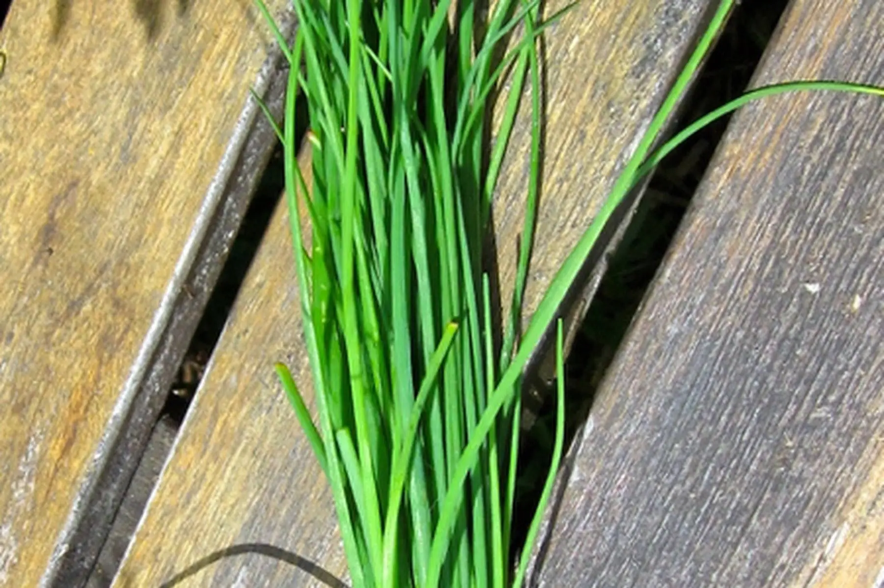 bouquet de ciboulette