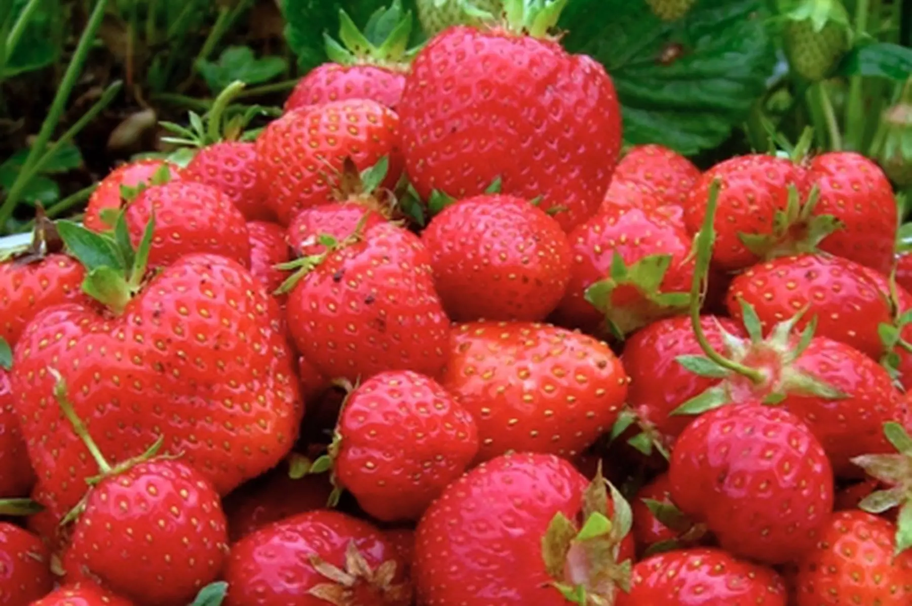 fraises