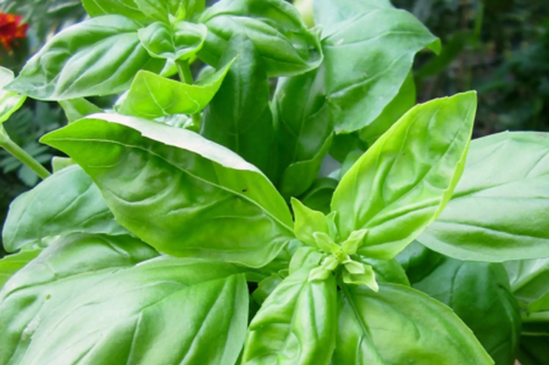 La ferme du hanneton