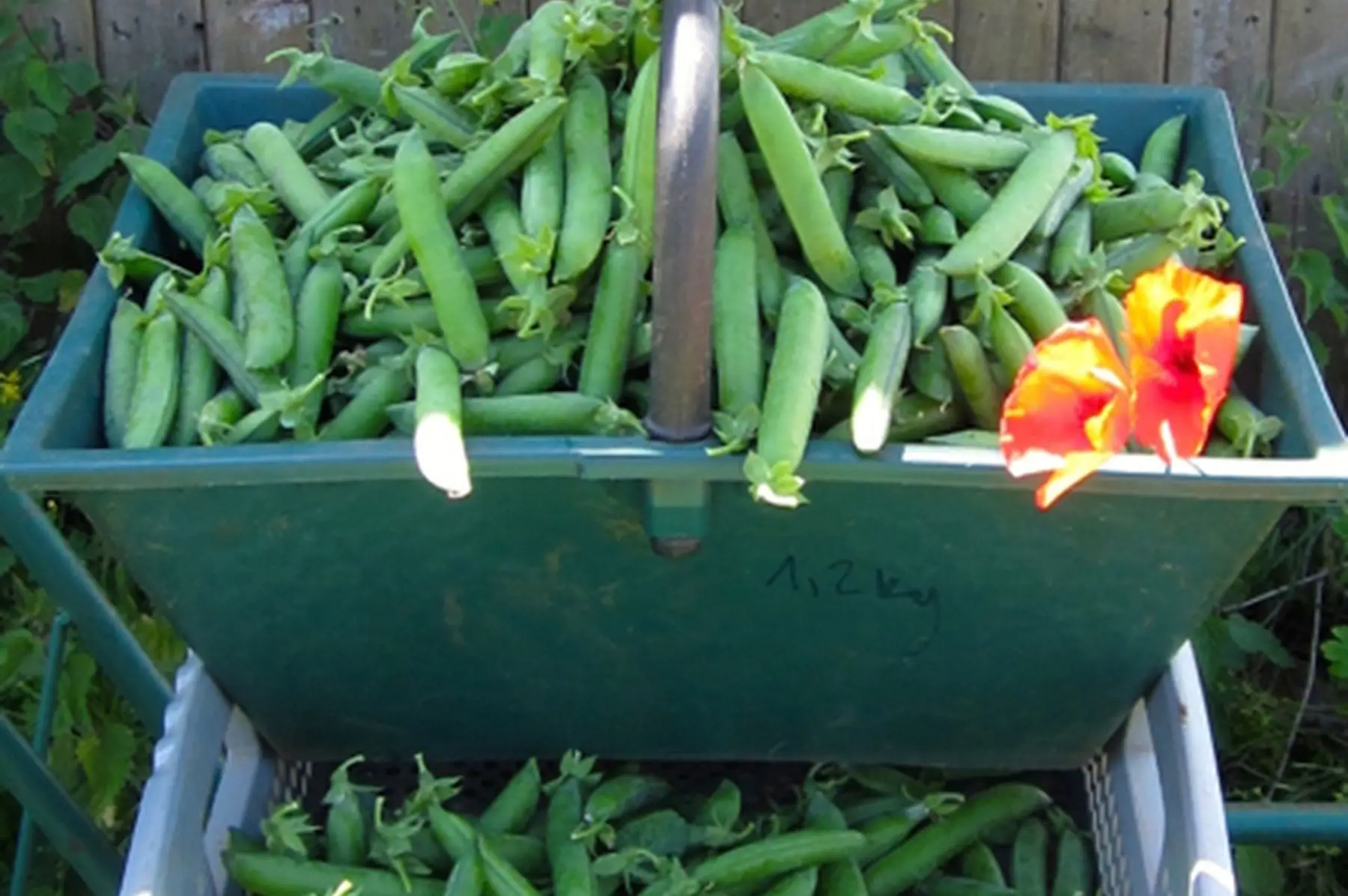 lot de 3 kg de petits-pois