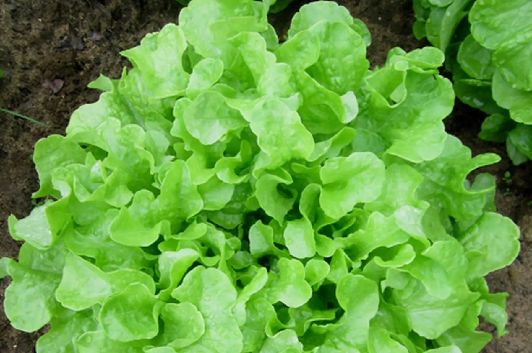 salade feuille de chêne