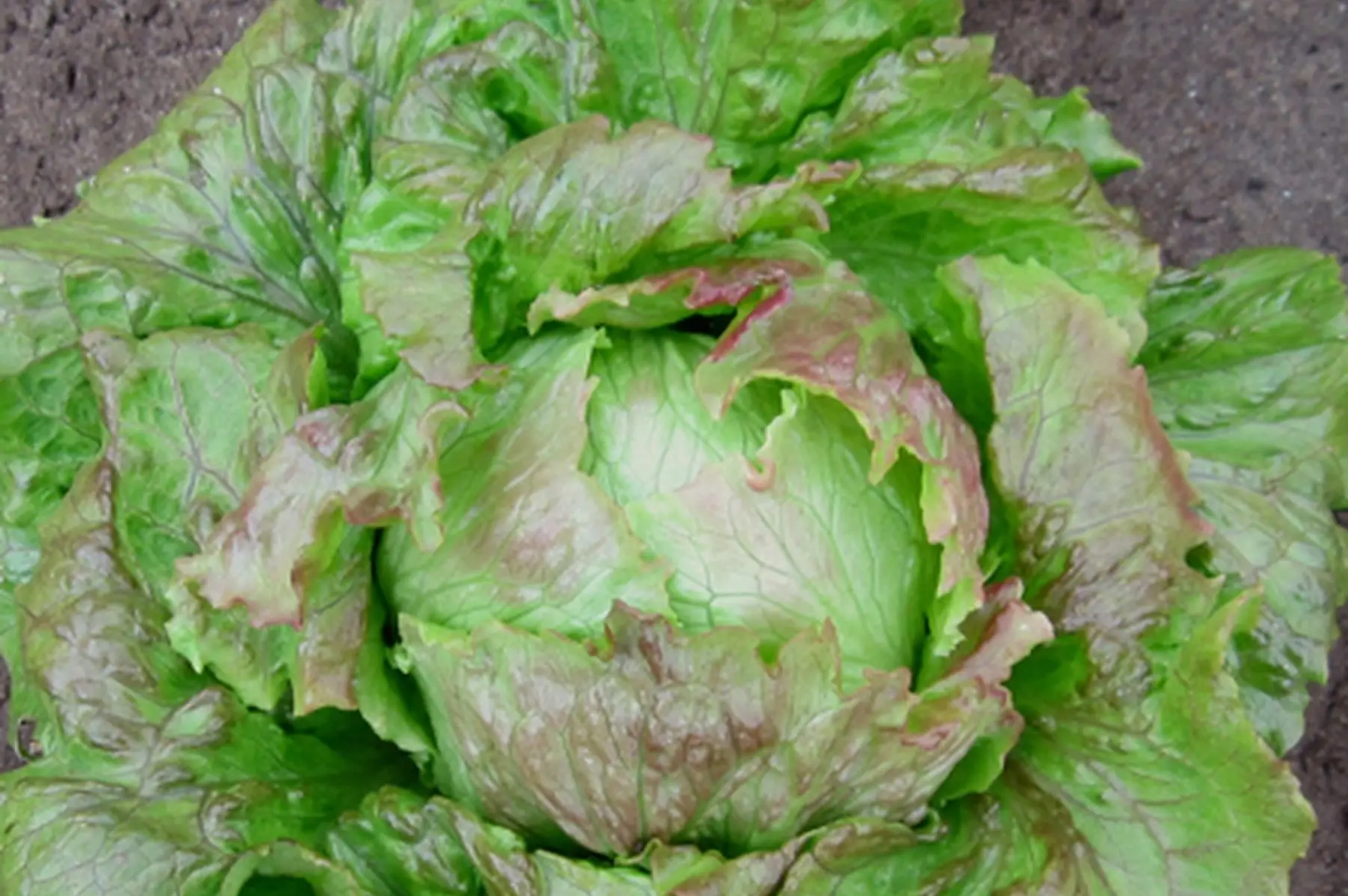 salade batavia rouge