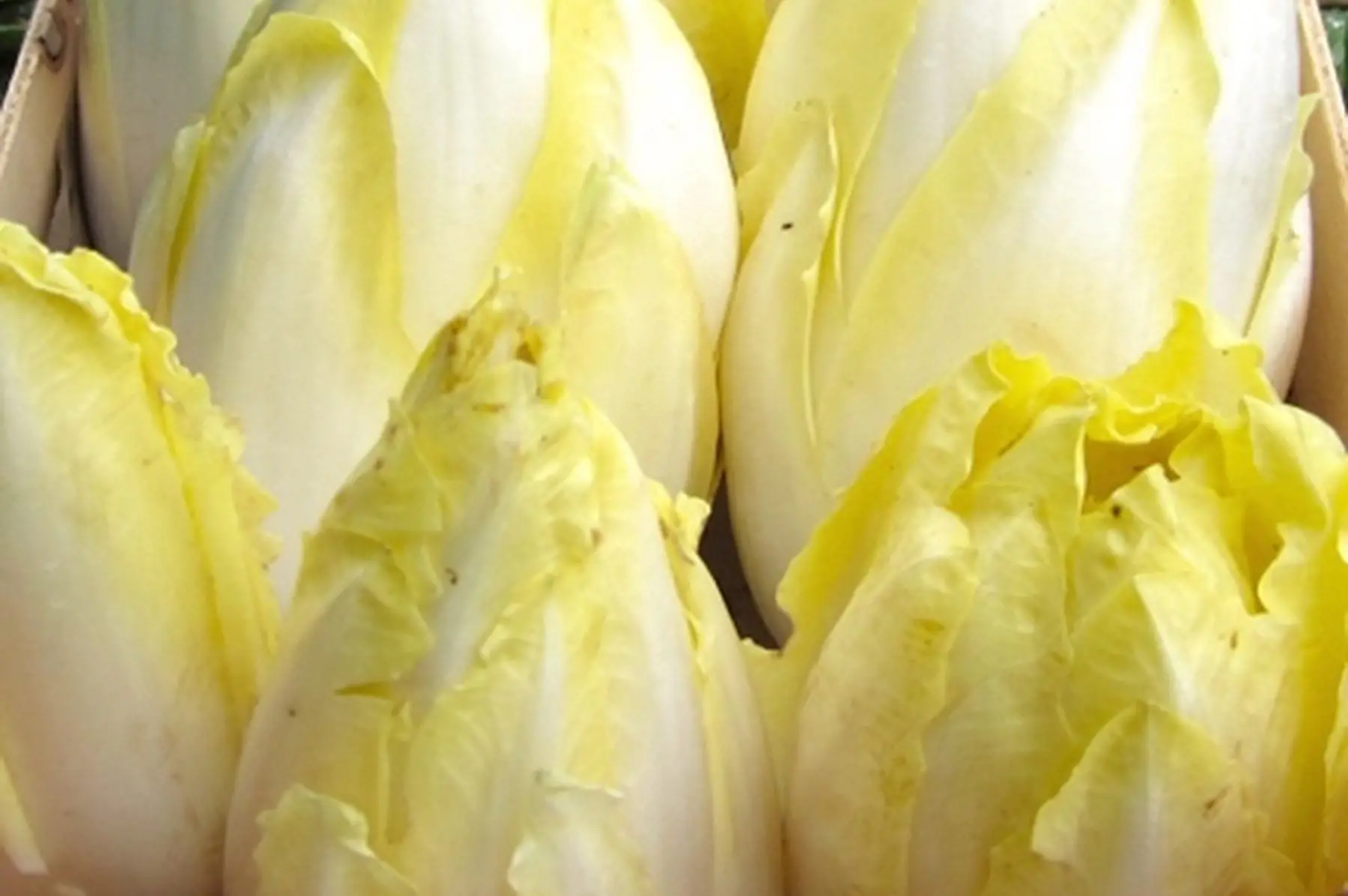 endives