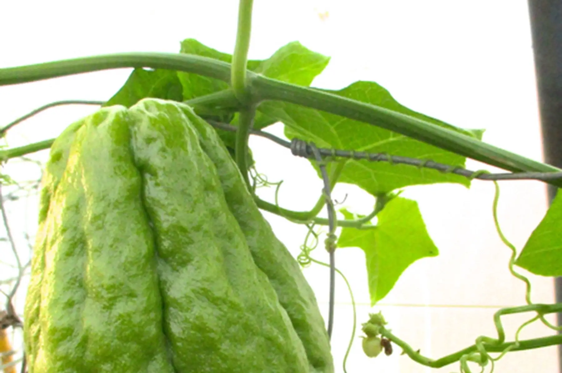 chayotte christophine chouchou