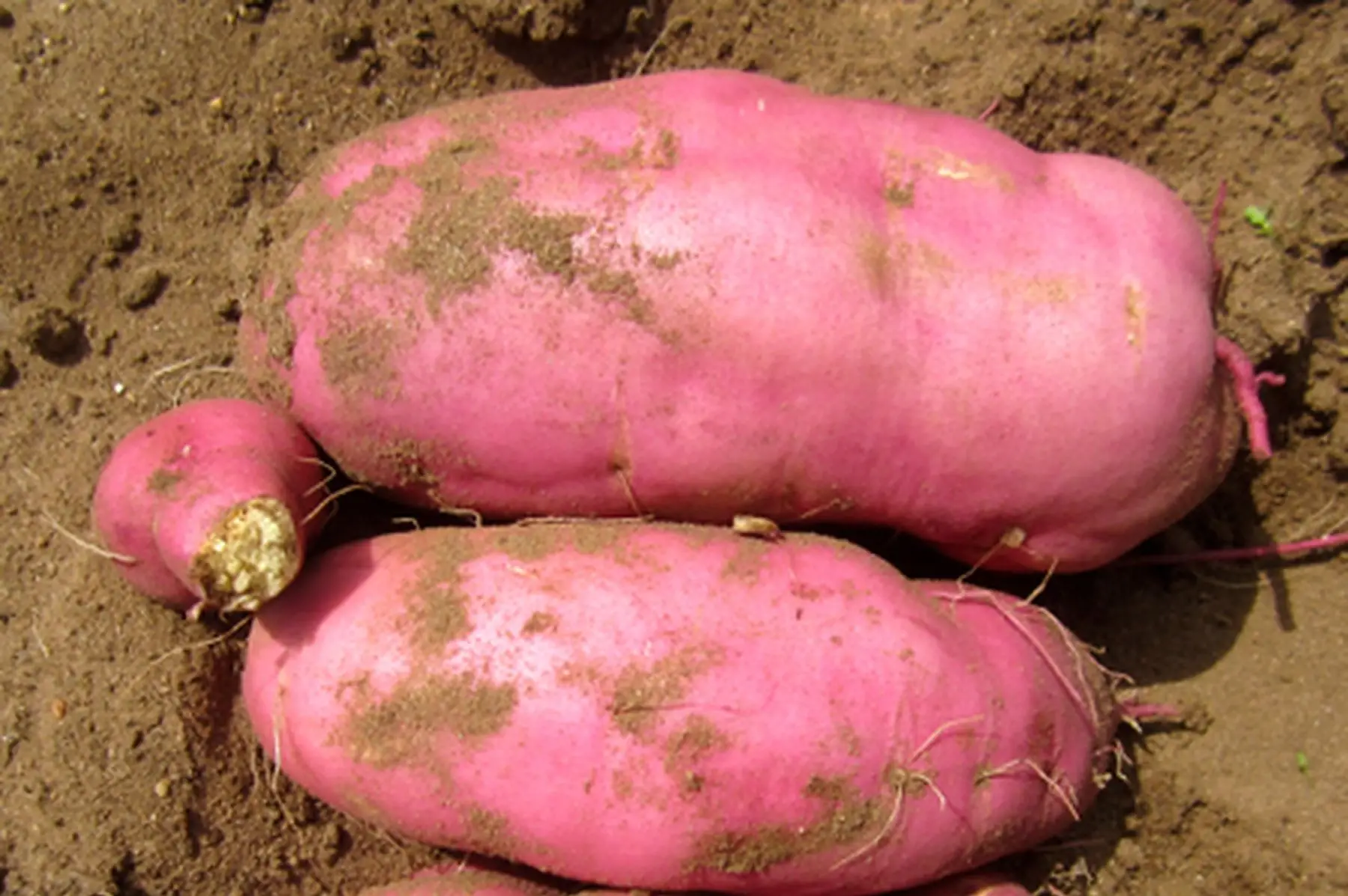 patate douce blanche