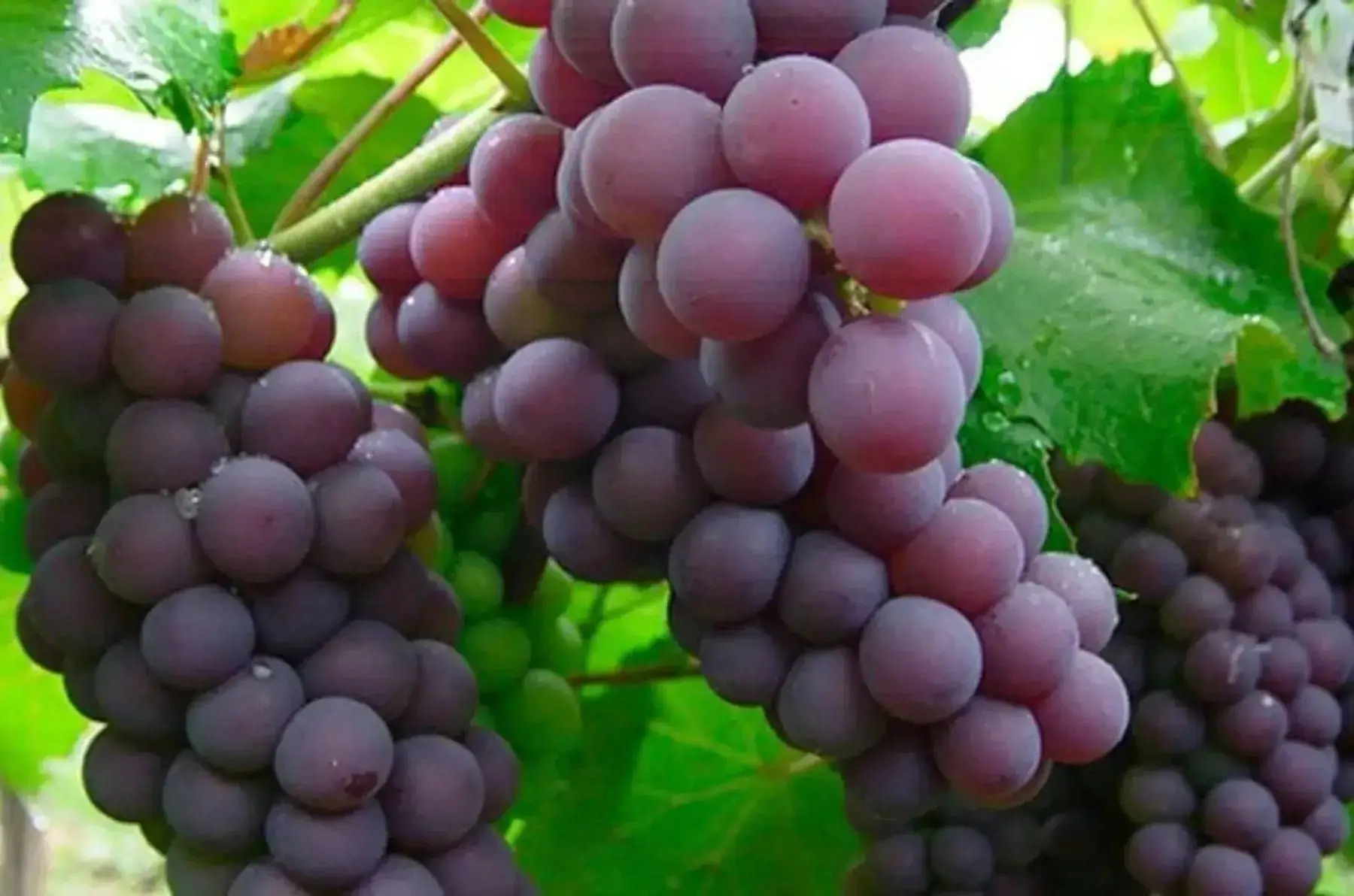 jus de raisin vergers du bel air