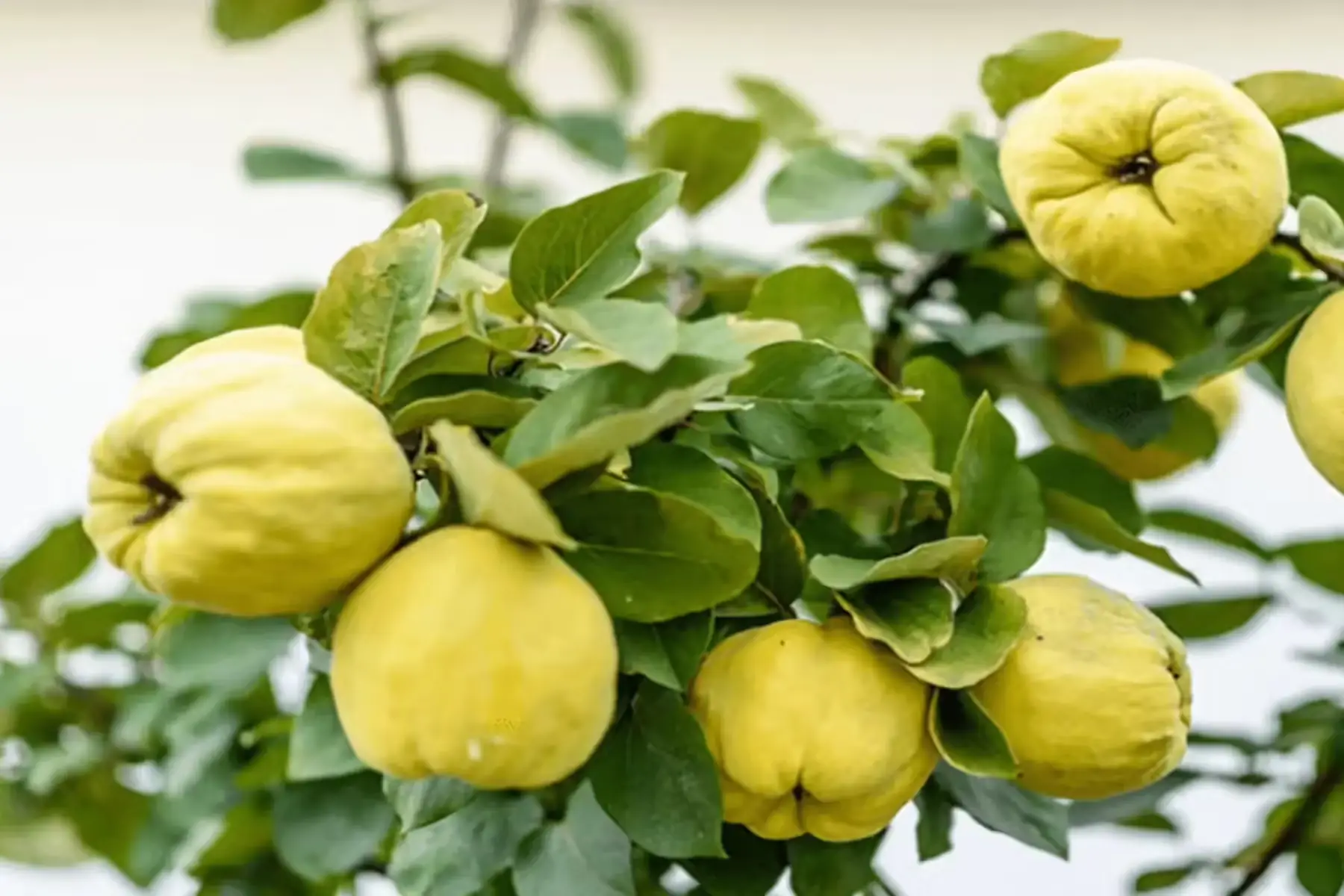 jus de pommes coings vergers bel du air