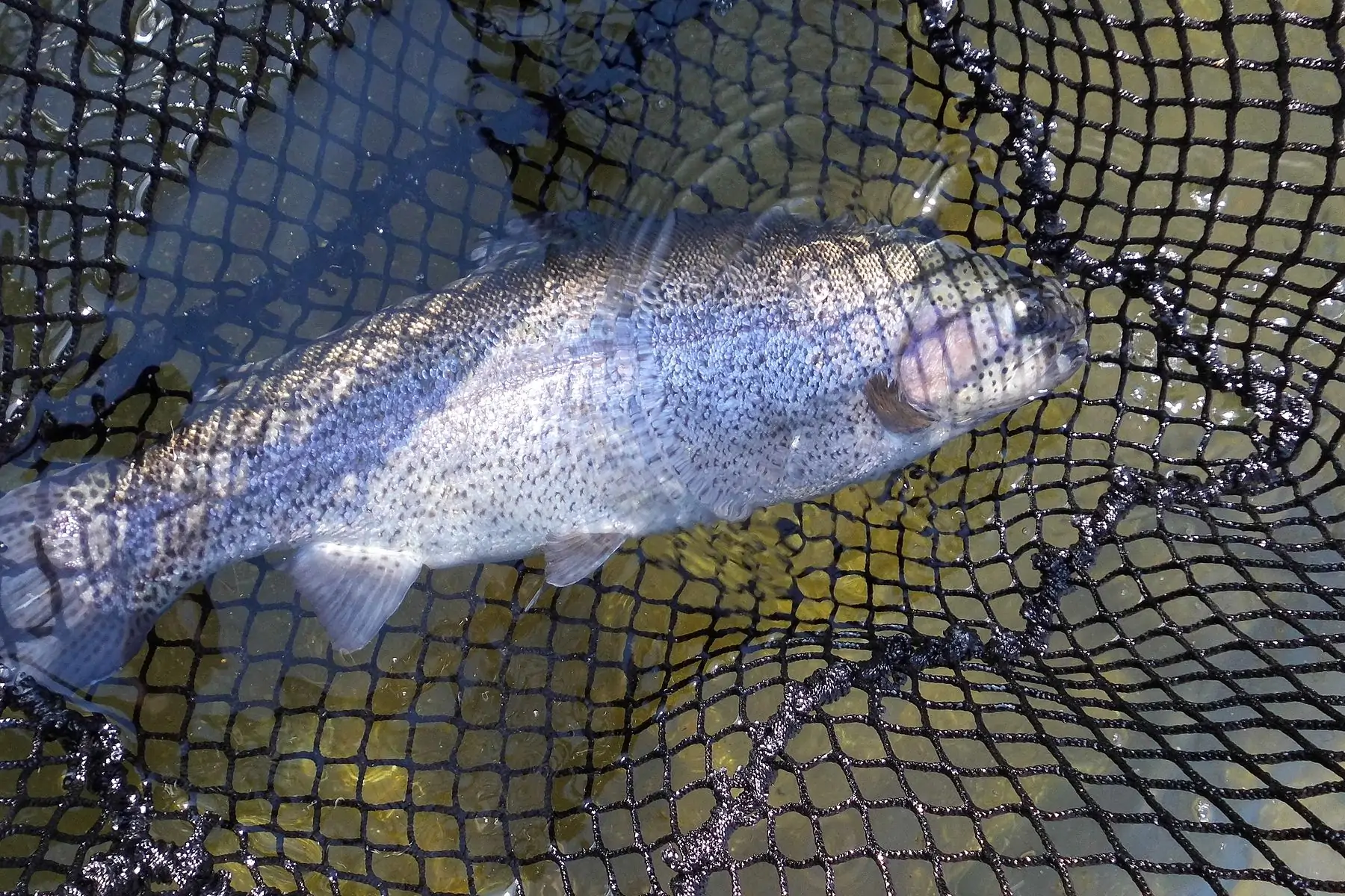 grande truite arc en ciel pour 6 pers (env 1.8kg)