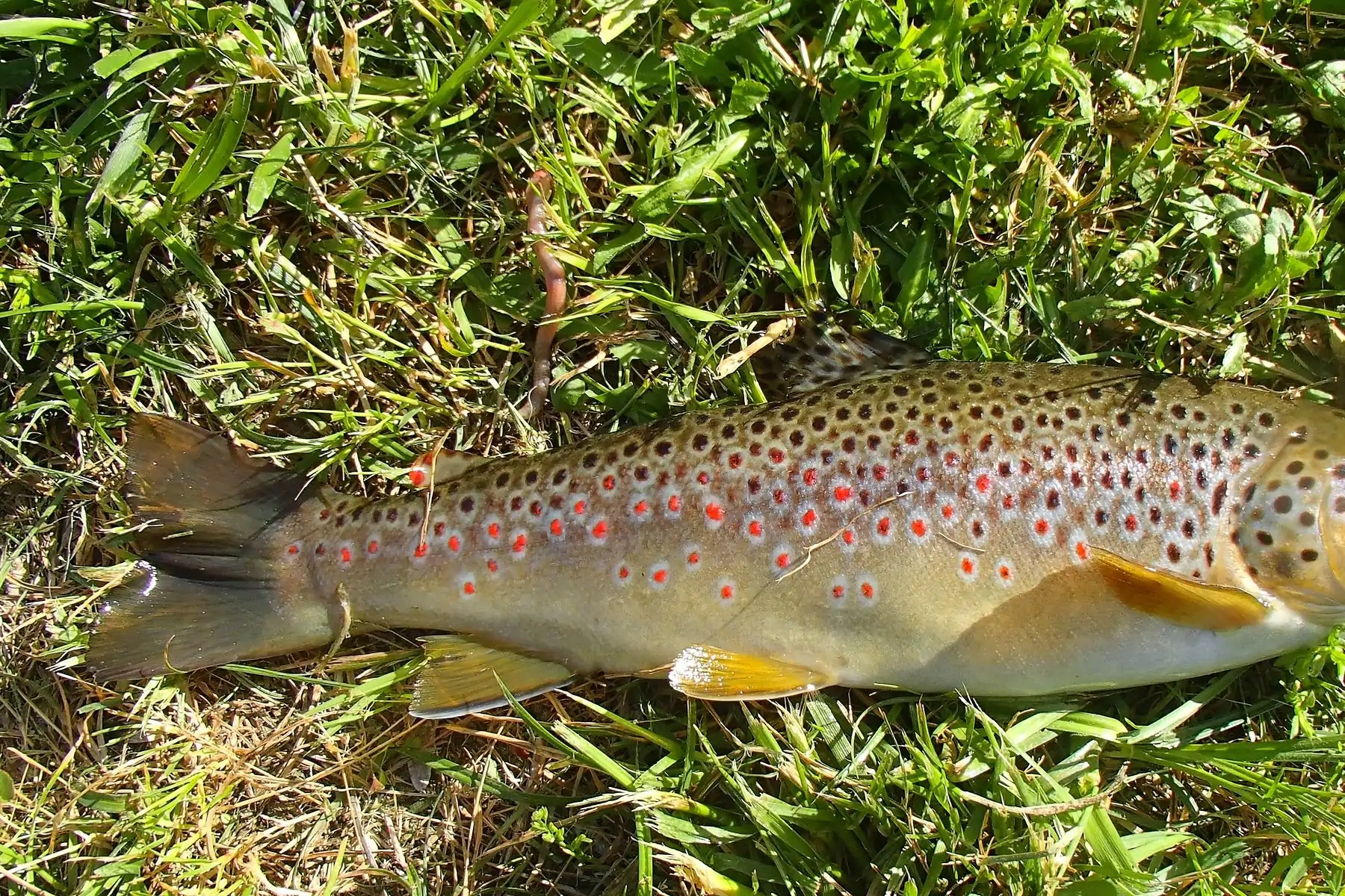 truite fario (salmo trutta)