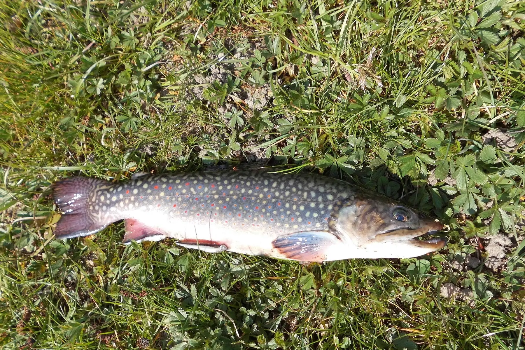 omble de fontaine (salvelinus fontinalis)