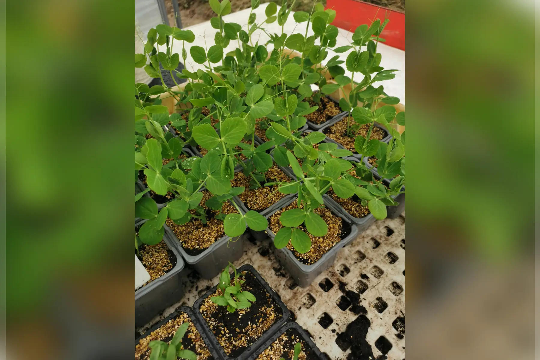 plant de petit pois