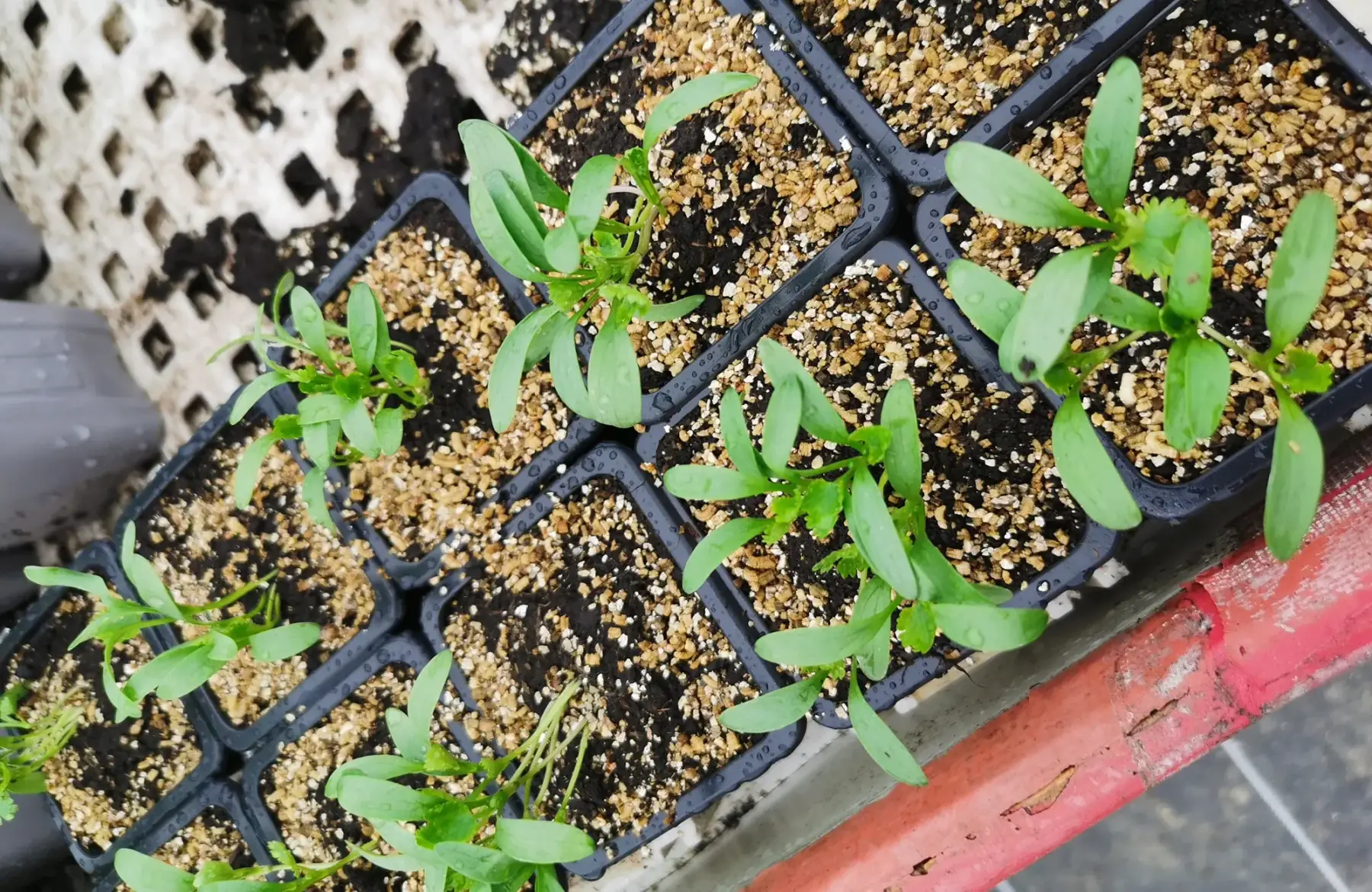 plant de coriandre