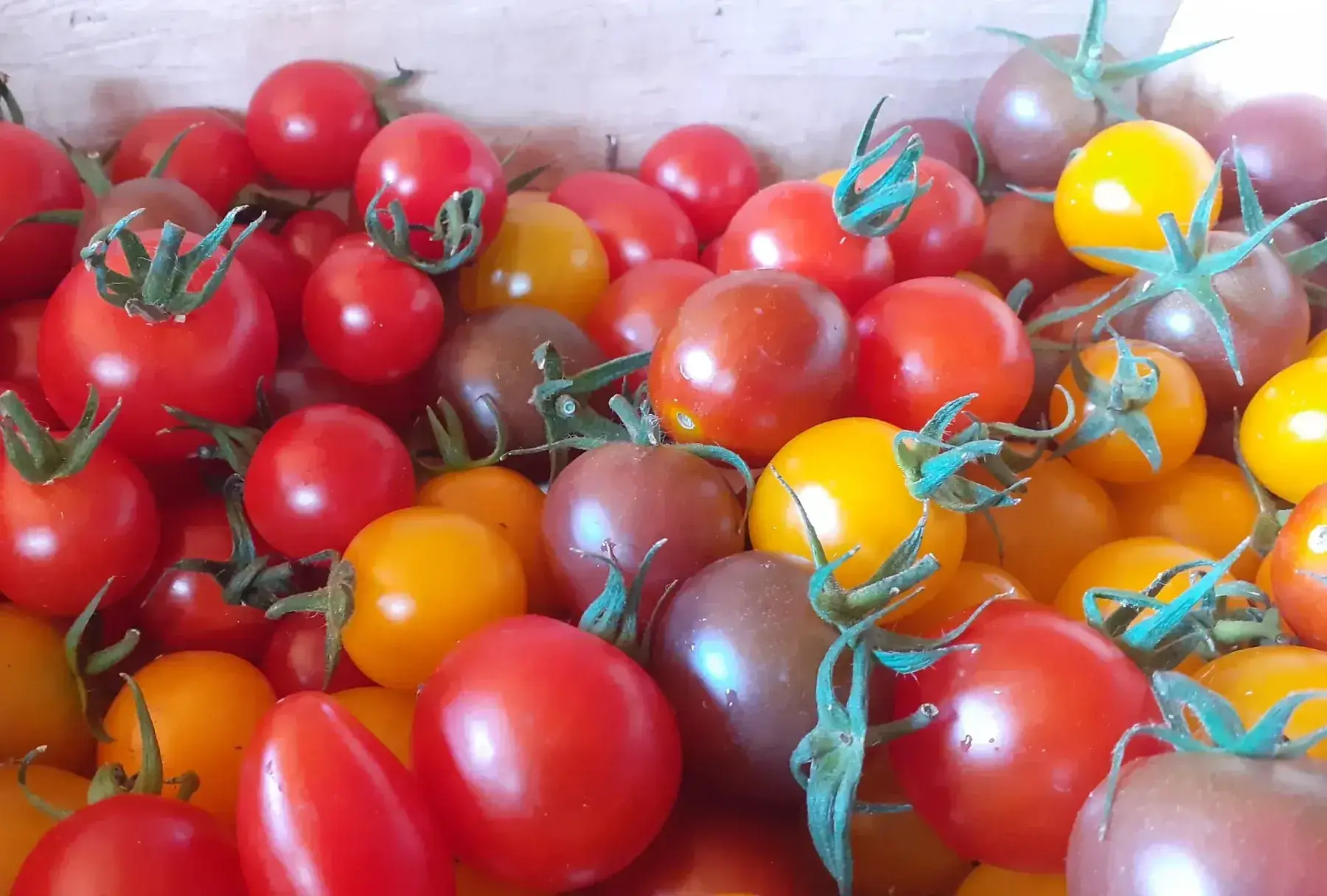 tomates cerise tricolores