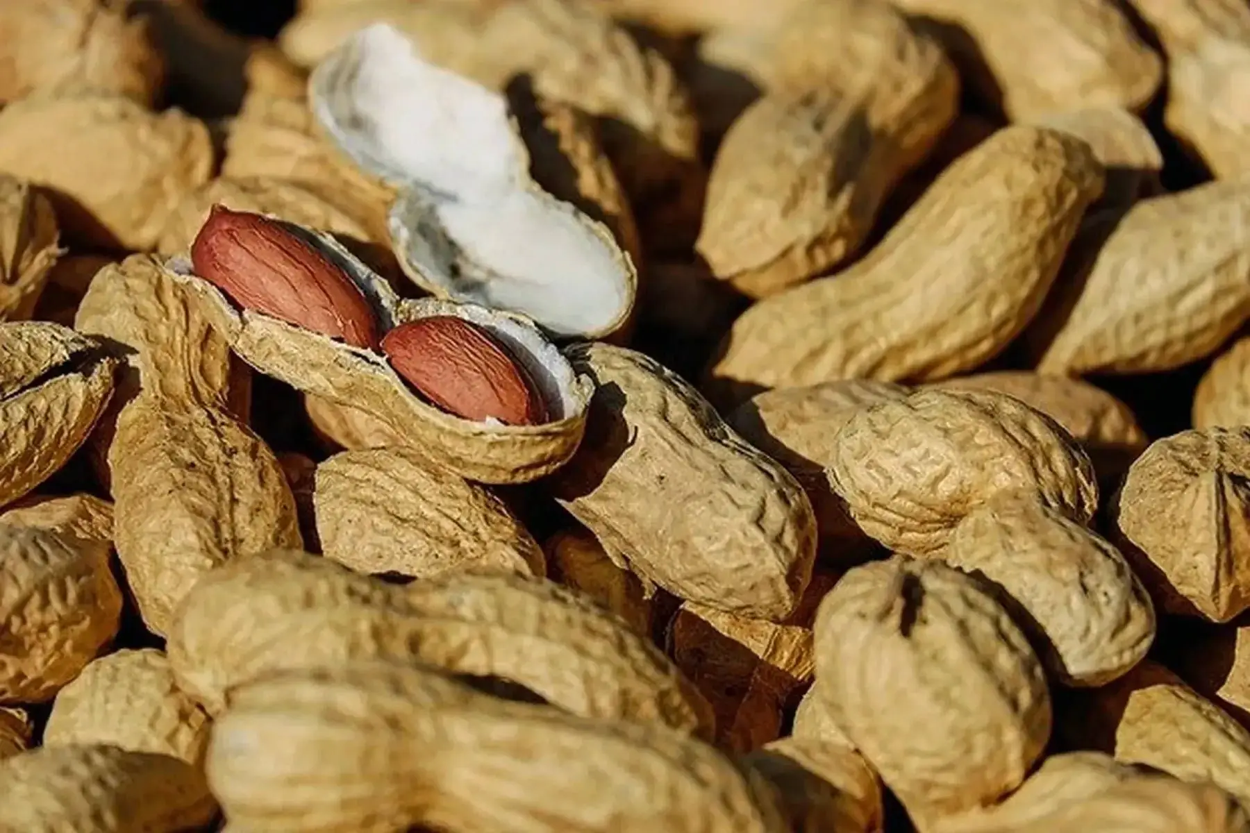 cacahuètes en coque