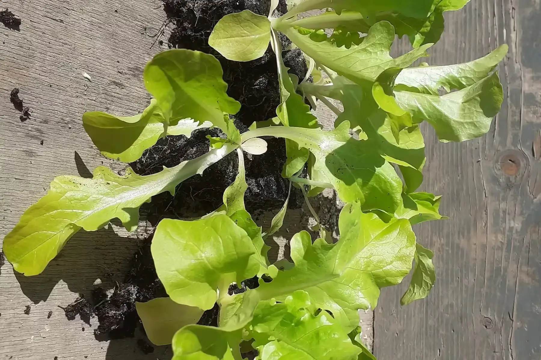 laitues feuille de chêne verte plant