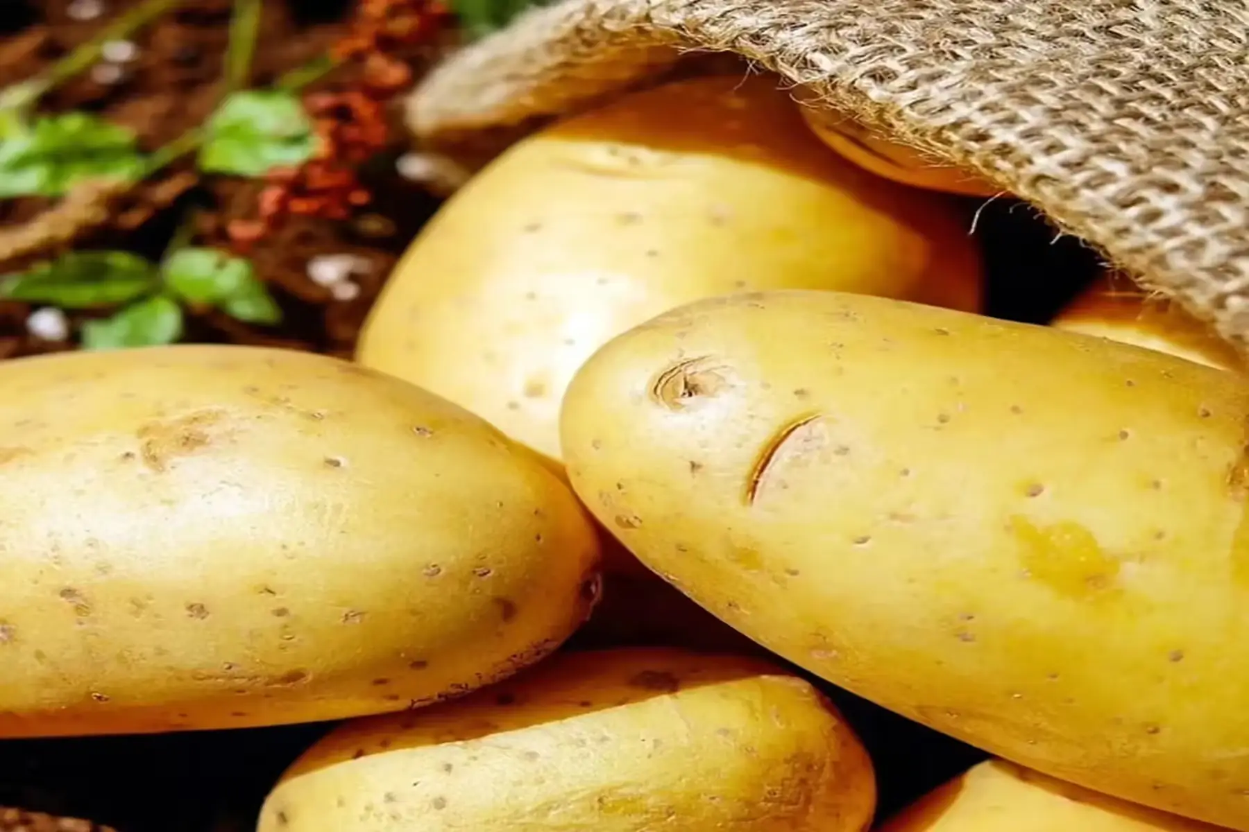 pomme de terre primeur anaïs