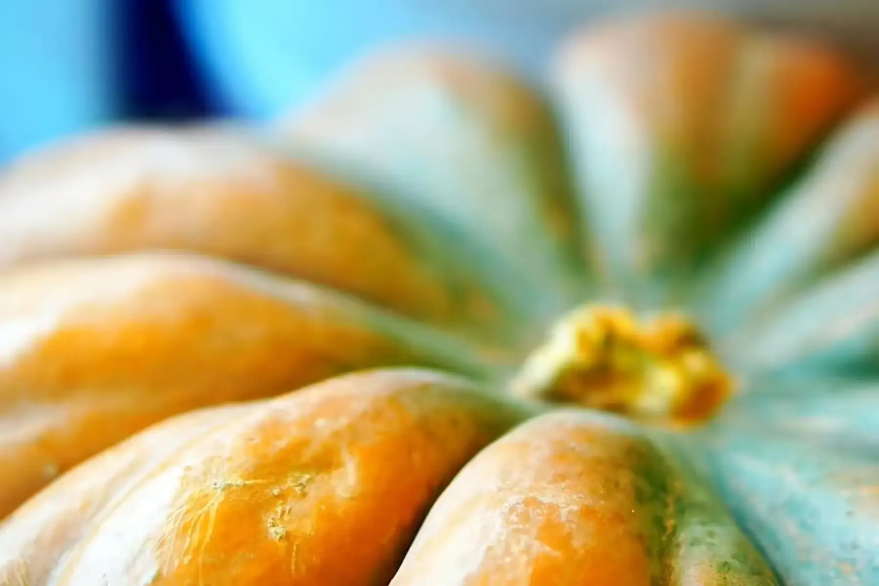 courge musquée de provence