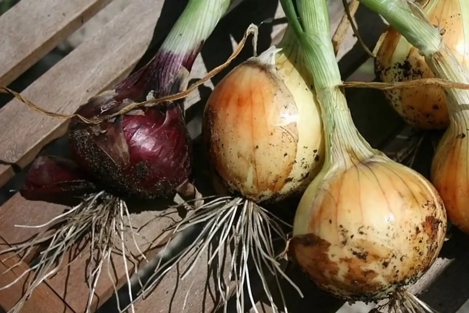 oignons rouges nouveaux