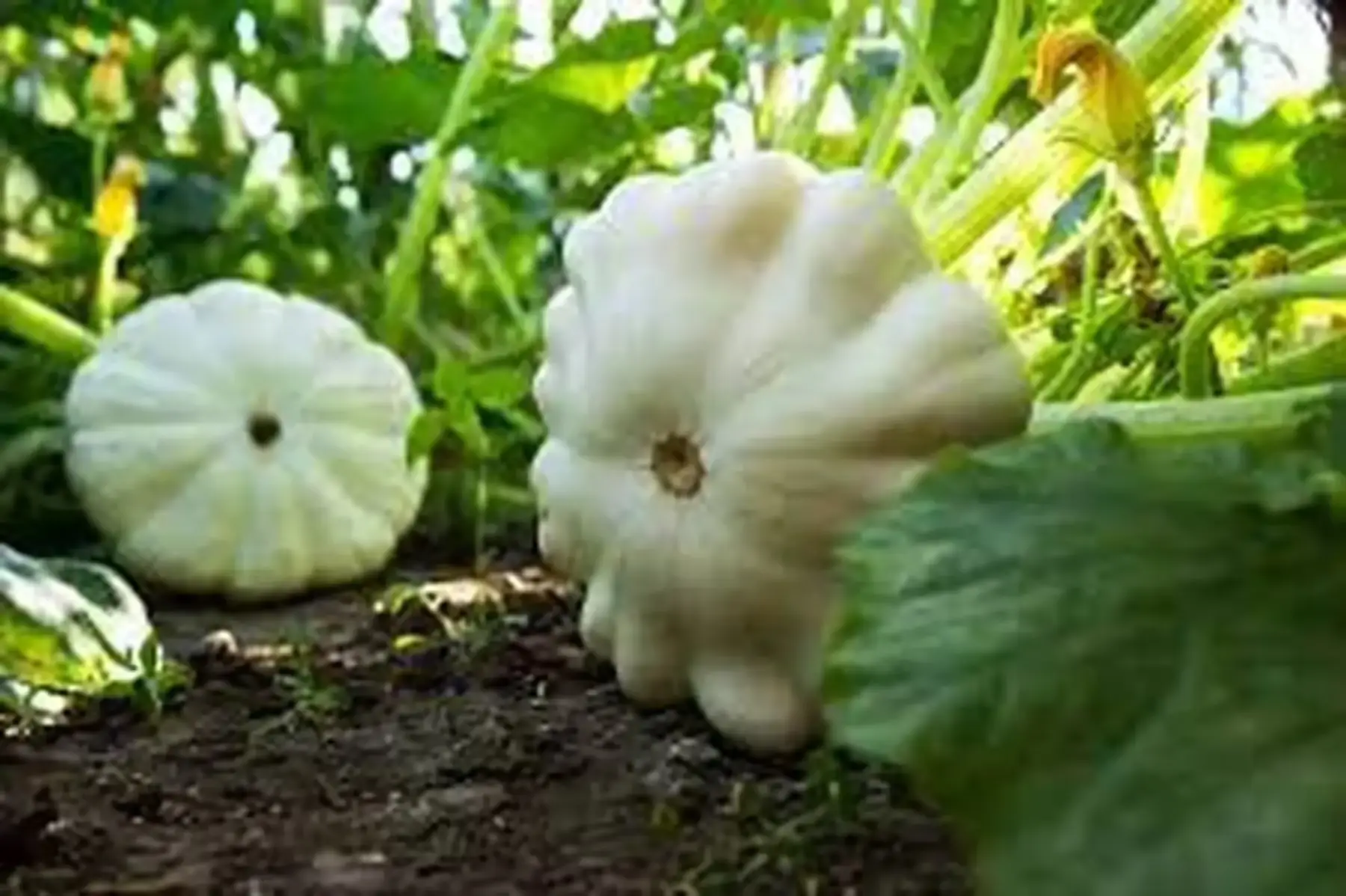 courge patisson blanc
